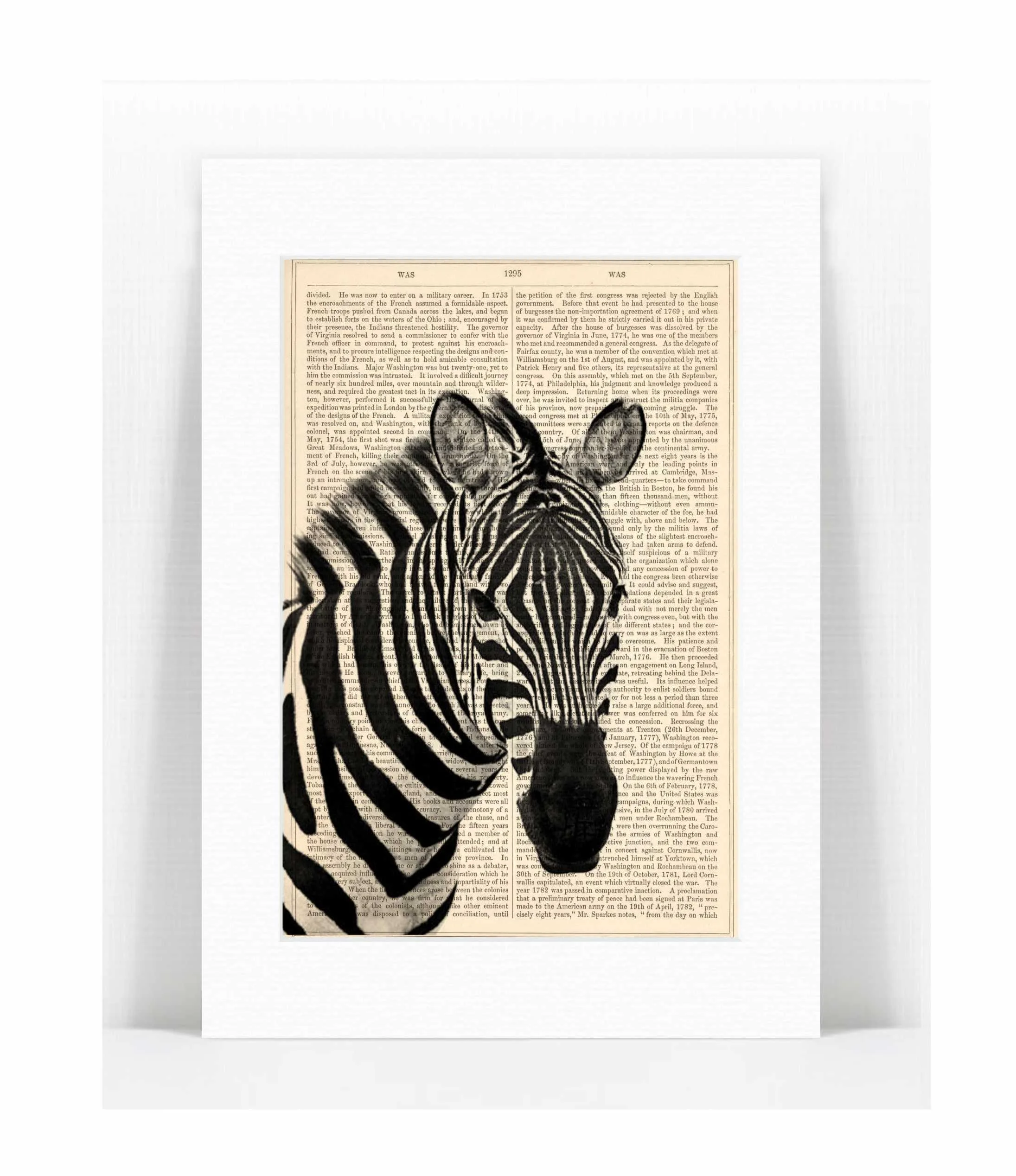 zebra.jpg