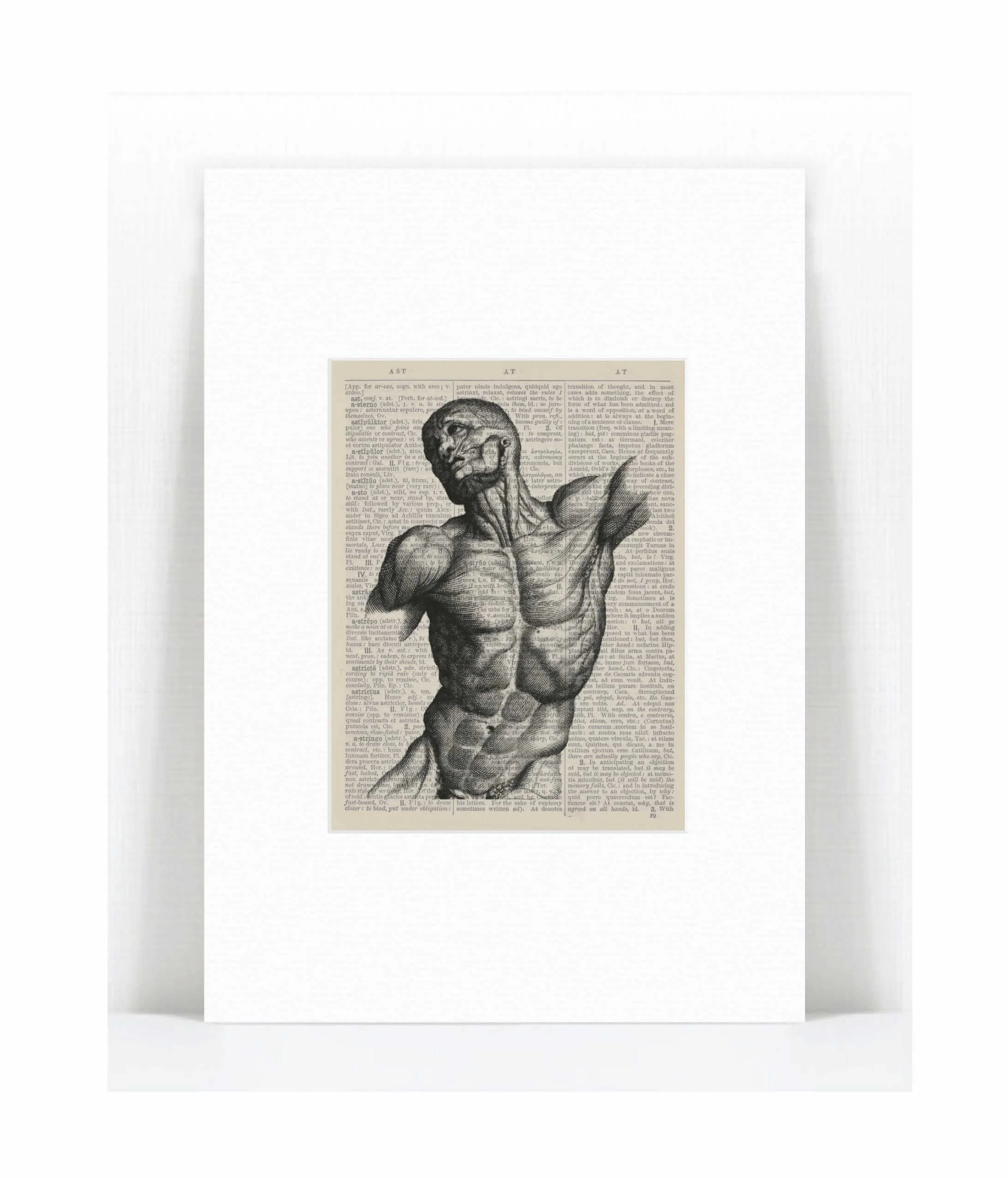 torso.jpg