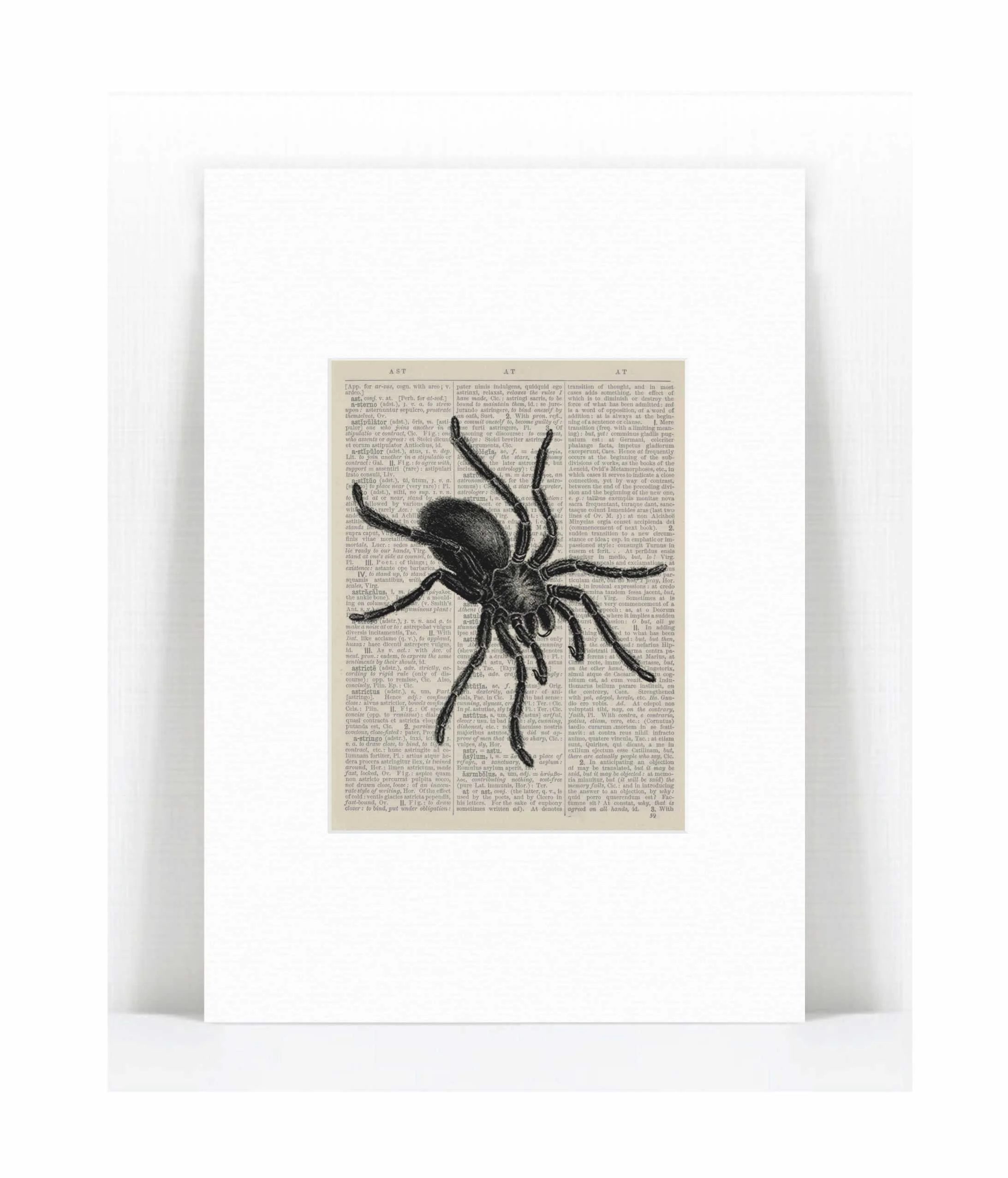 spider.jpg