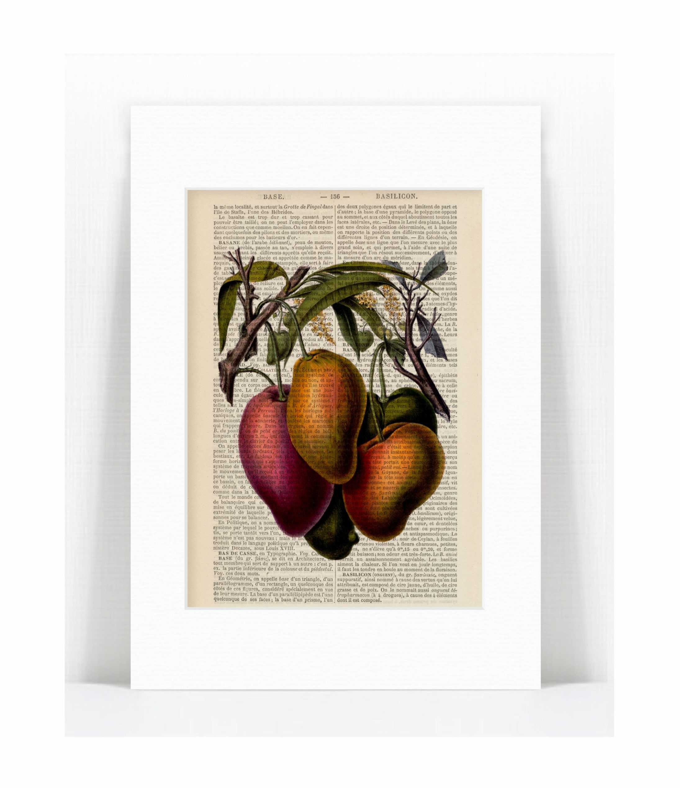 mangos.jpg
