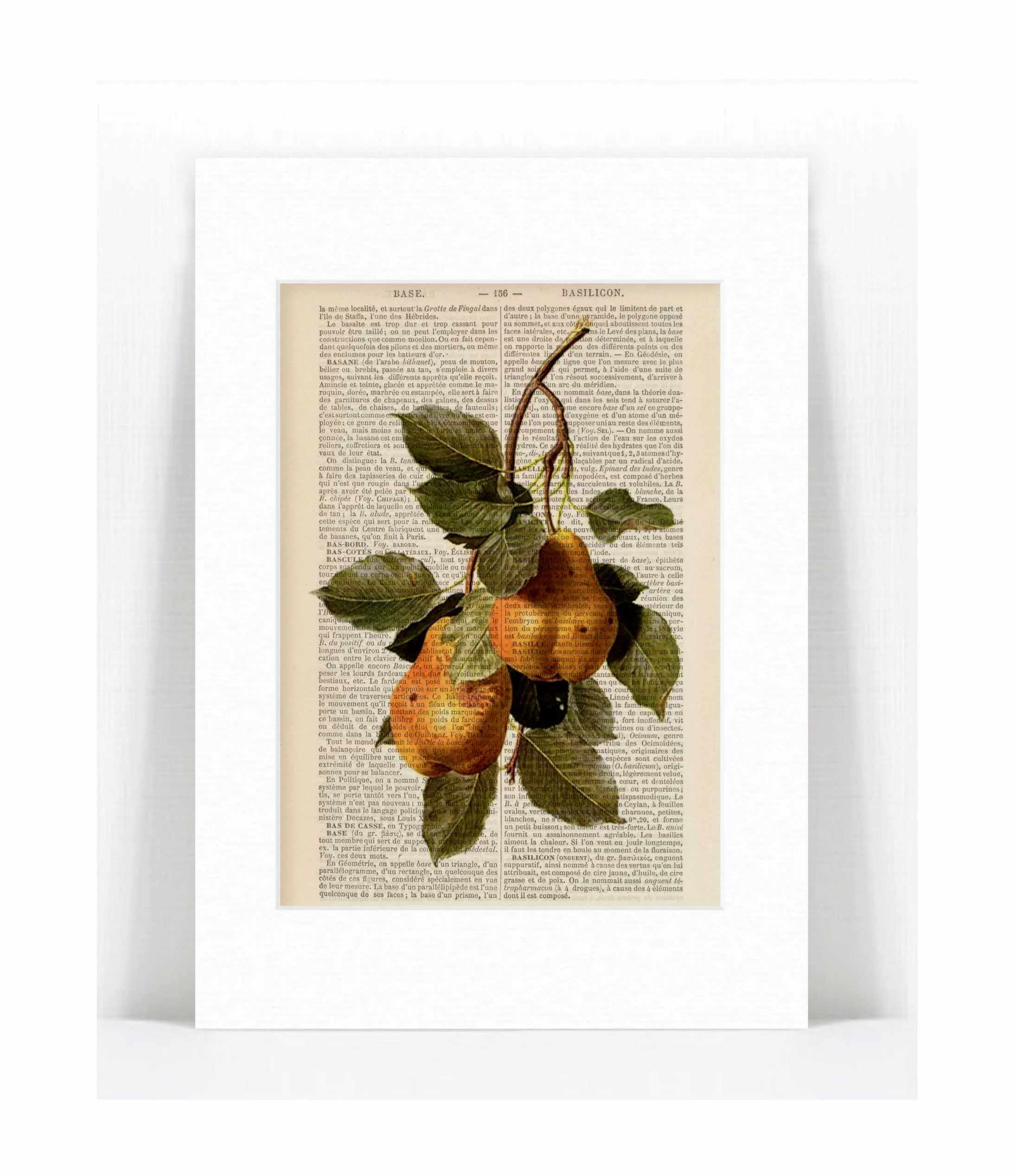 pears.jpg