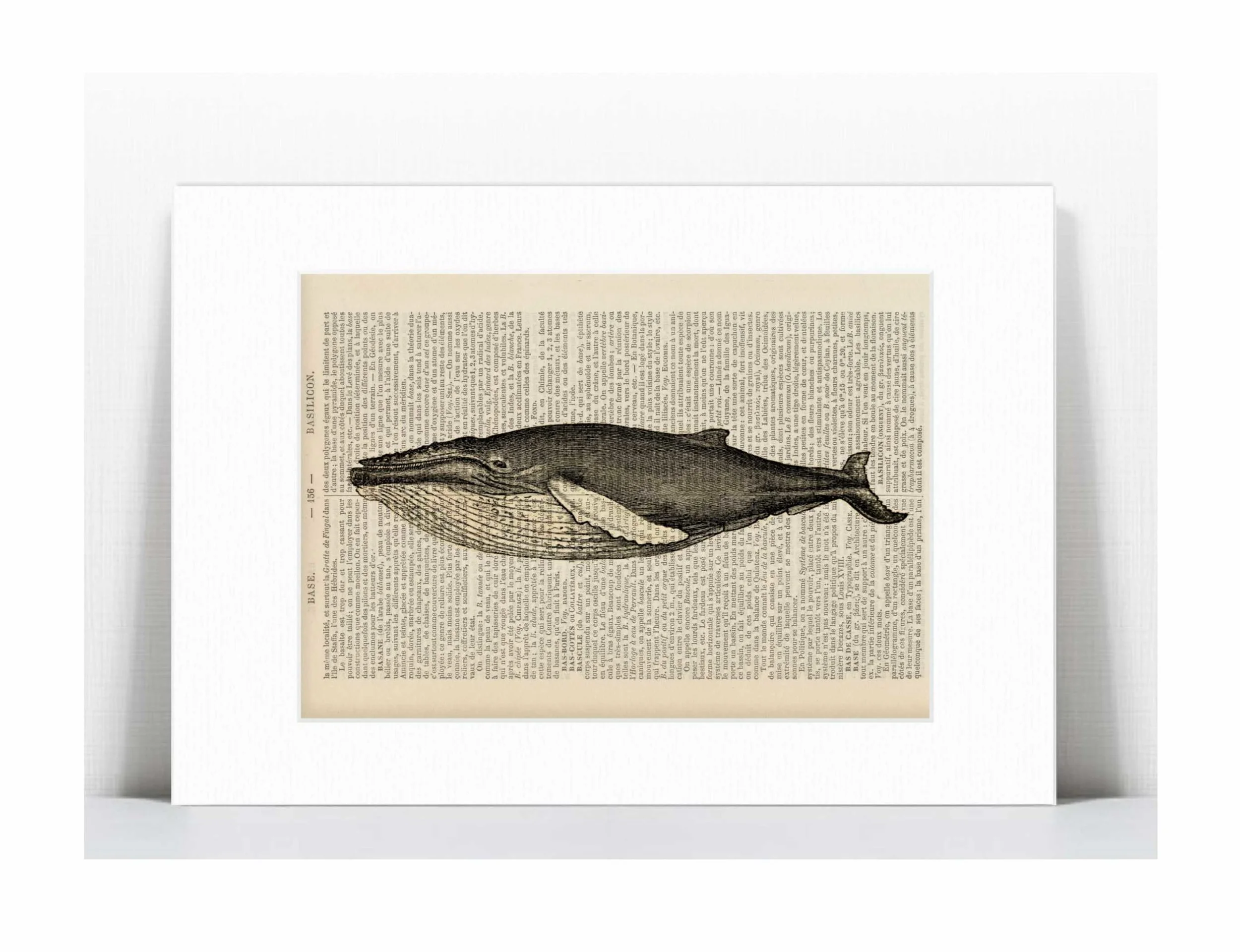 humpback whale.jpg