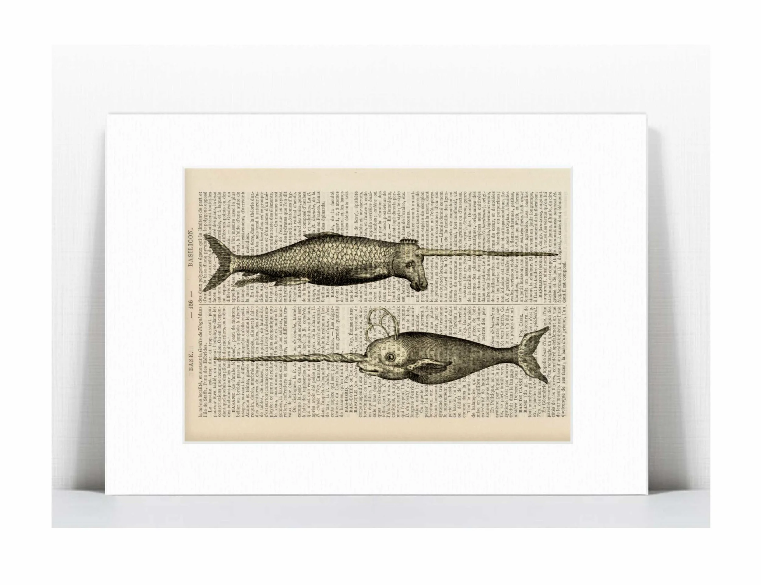 narwhales.jpg