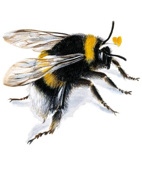 HR237 card £2.20.jpg