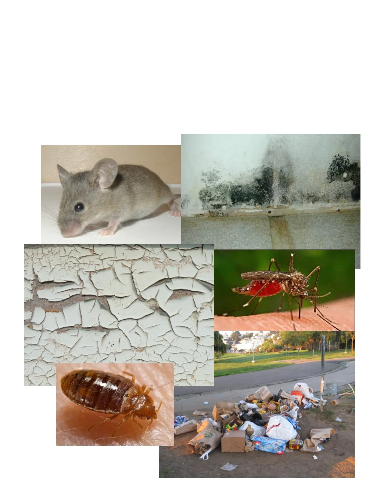 services collage 2.jpg