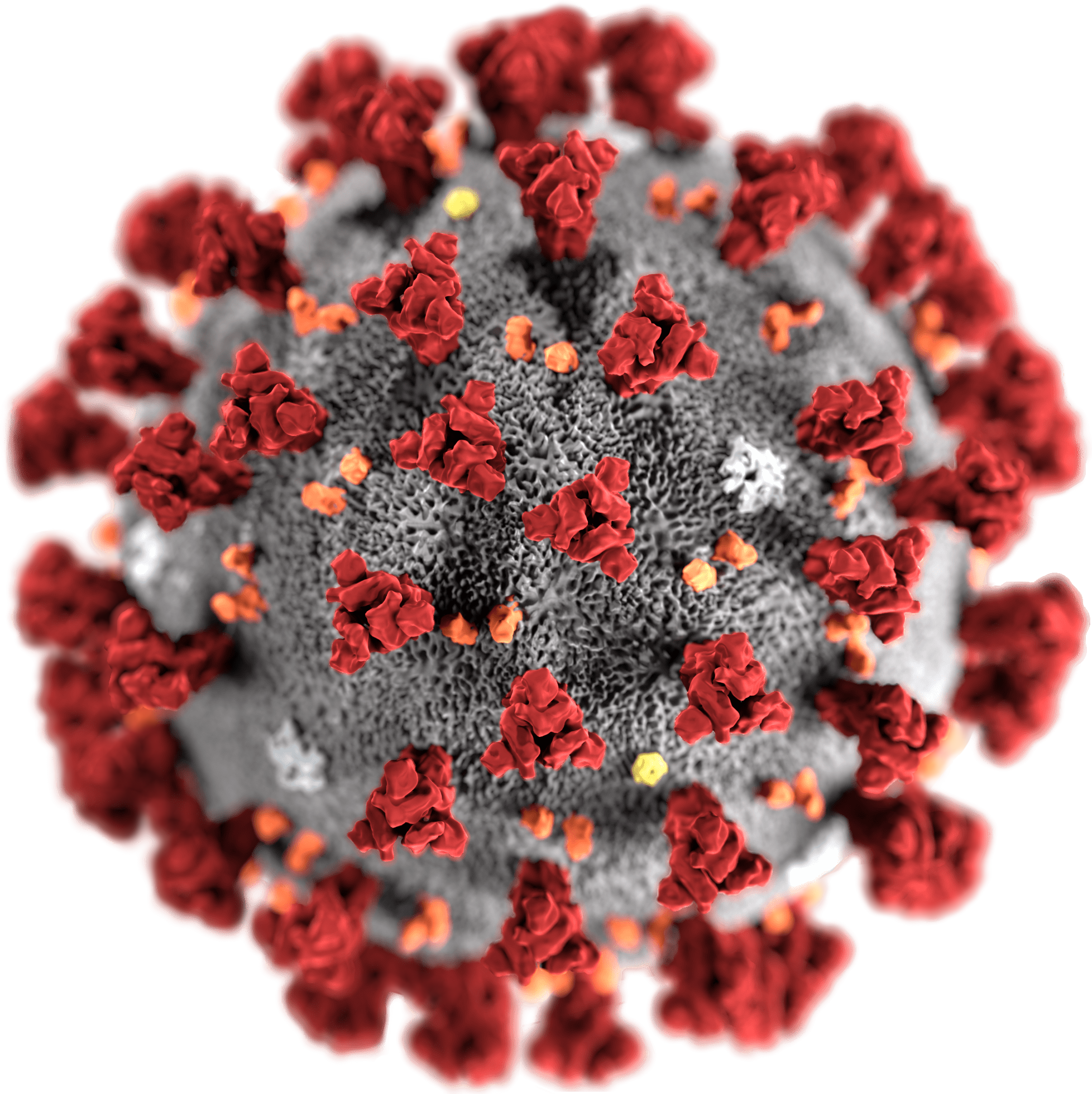 Coronavirus 2019 Ncov Cchd The free images are pixel perfect to fit your design and available in both png and vector. coronavirus 2019 ncov cchd