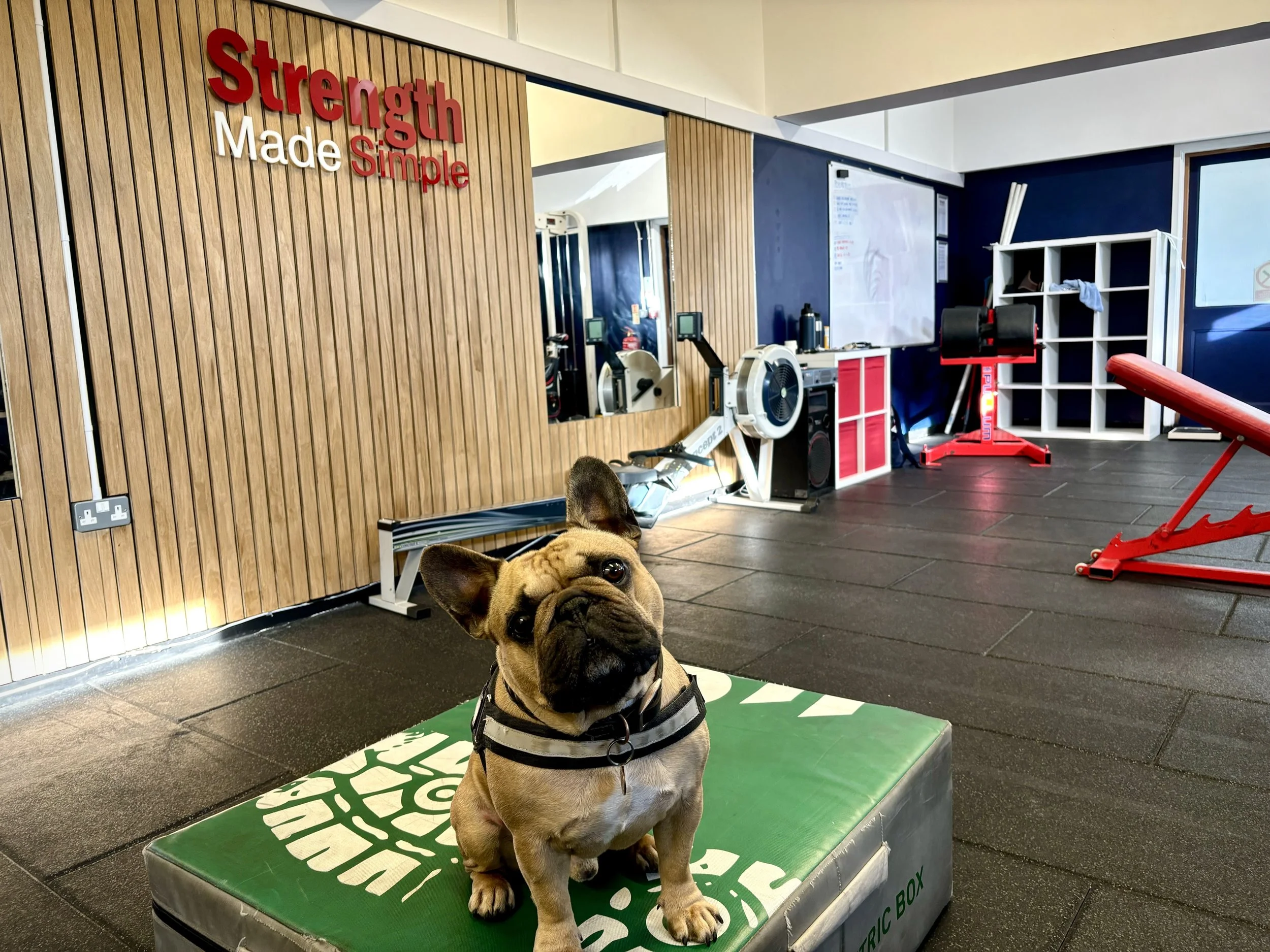 Training Doesn't Drain Your Energy. It Gives It Back. (A Lesson From Gus the Frenchie)