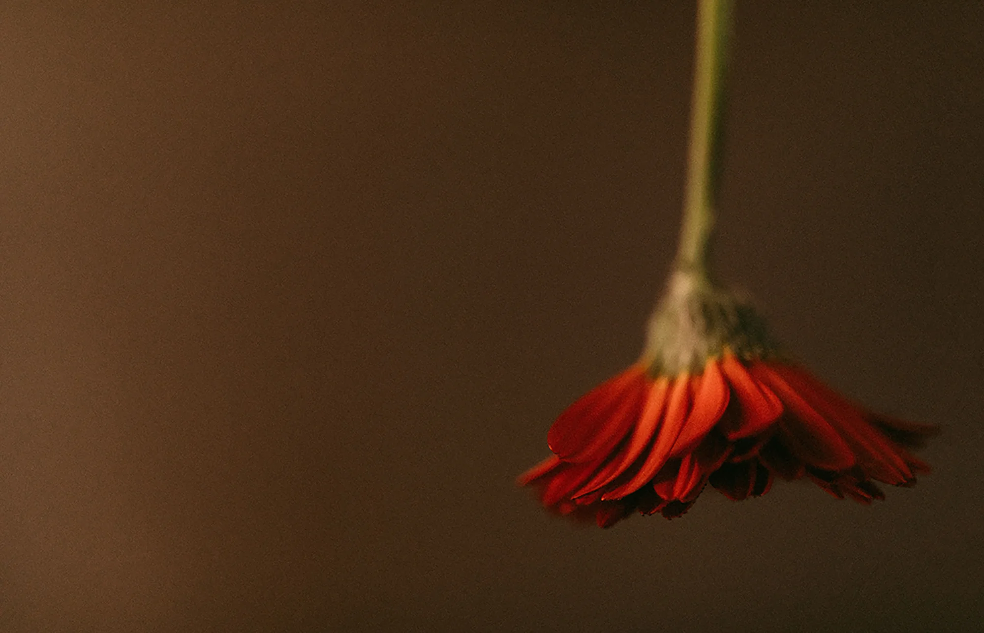 Red Gerber flower upside down with a warm background.jpg