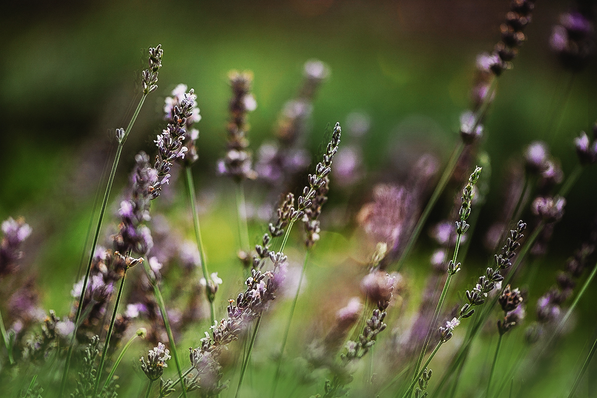 purple flowers 1.jpg