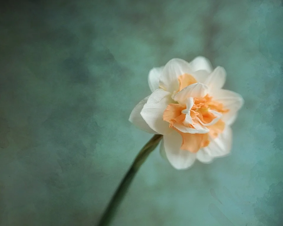 From my garden 💫💫💫
Thank you to @dahliamayflowerfarm for the pretty daffodil bulbs 💛💫💛

Shot on my Canon 5D Mark iv
Image 1 &amp; 3 I used #sol45 
The 2nd shot was #velvet56 

Slide to see more 💫📷💫

#danaleighportraits #floralportrait #daffo