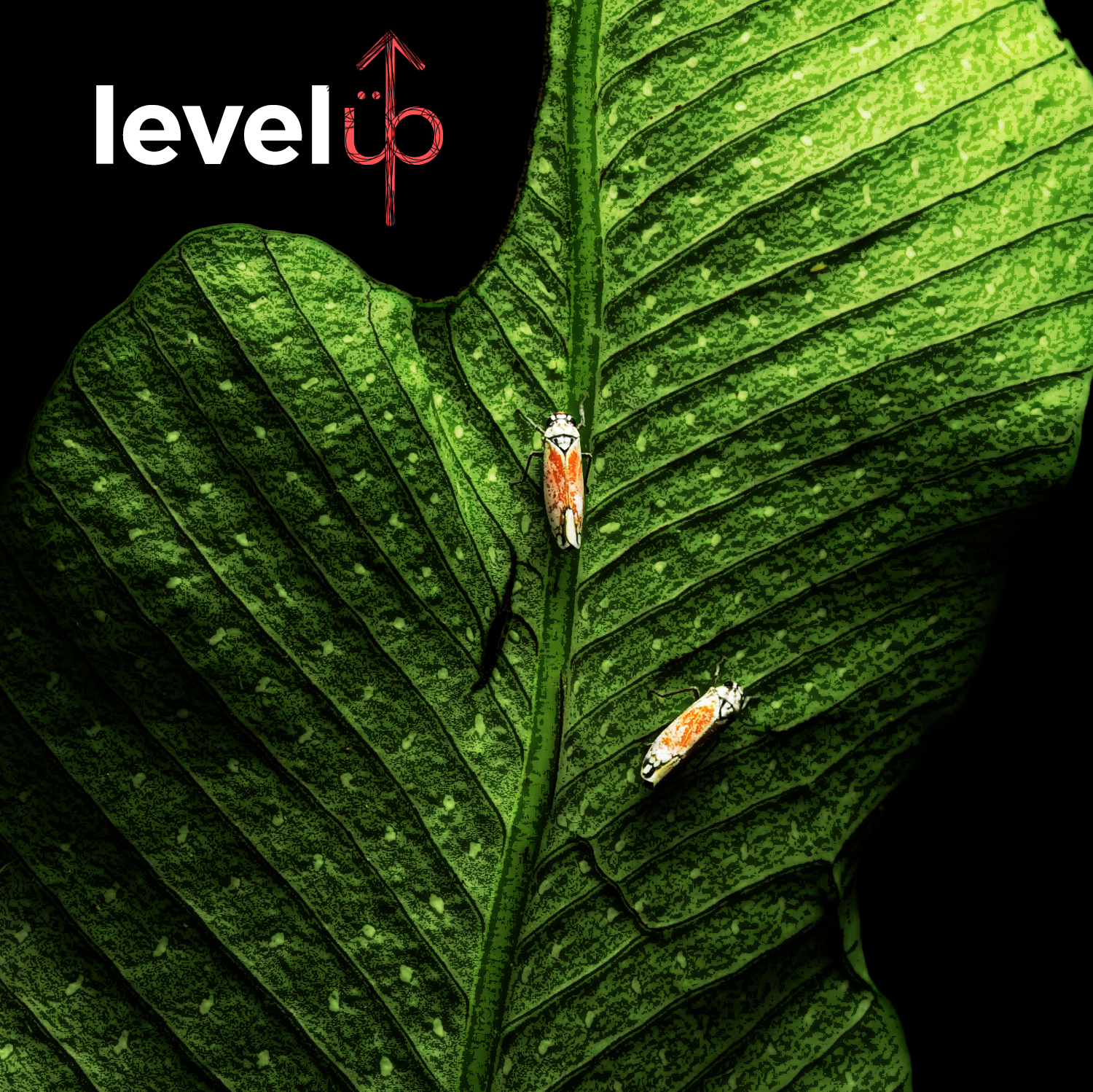 levelUp_COVER.png