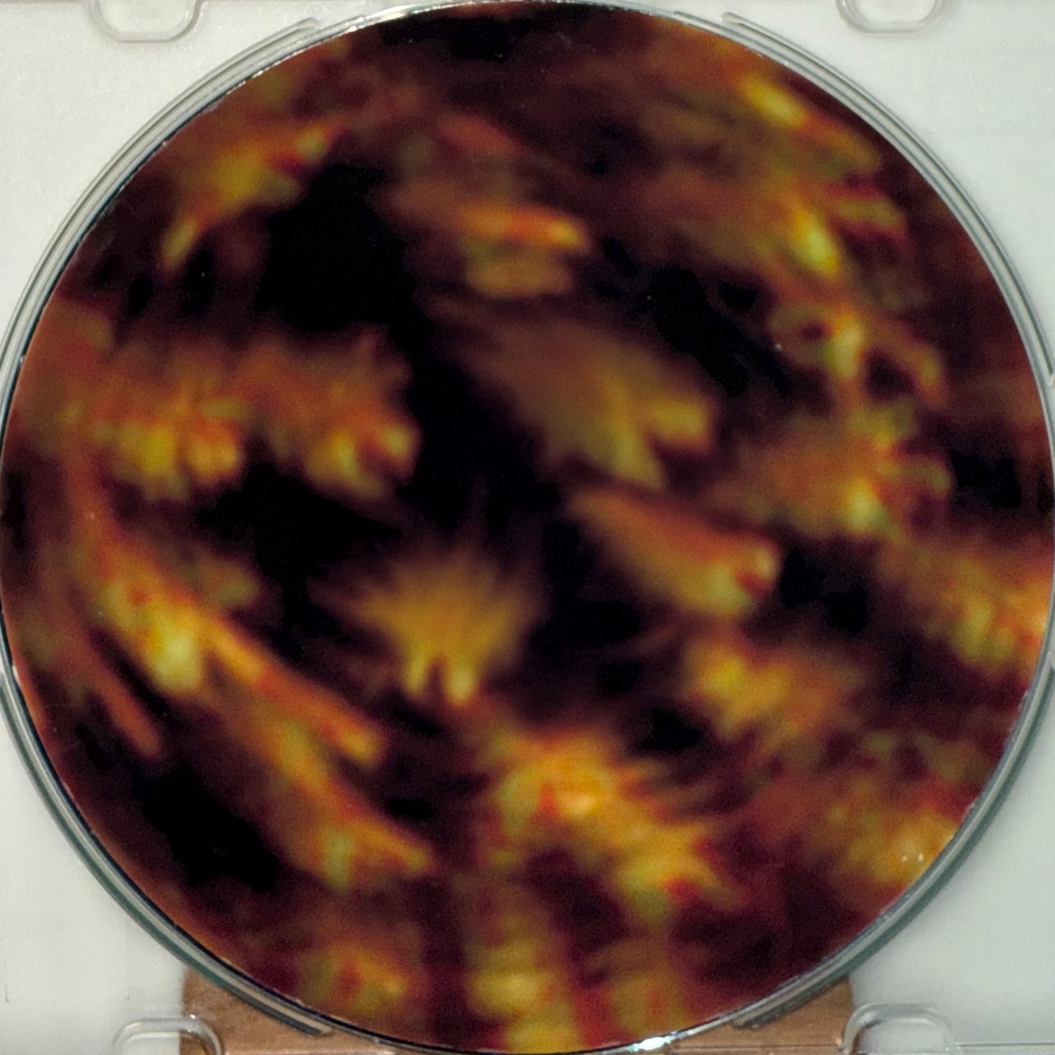 merryland_DISC.png