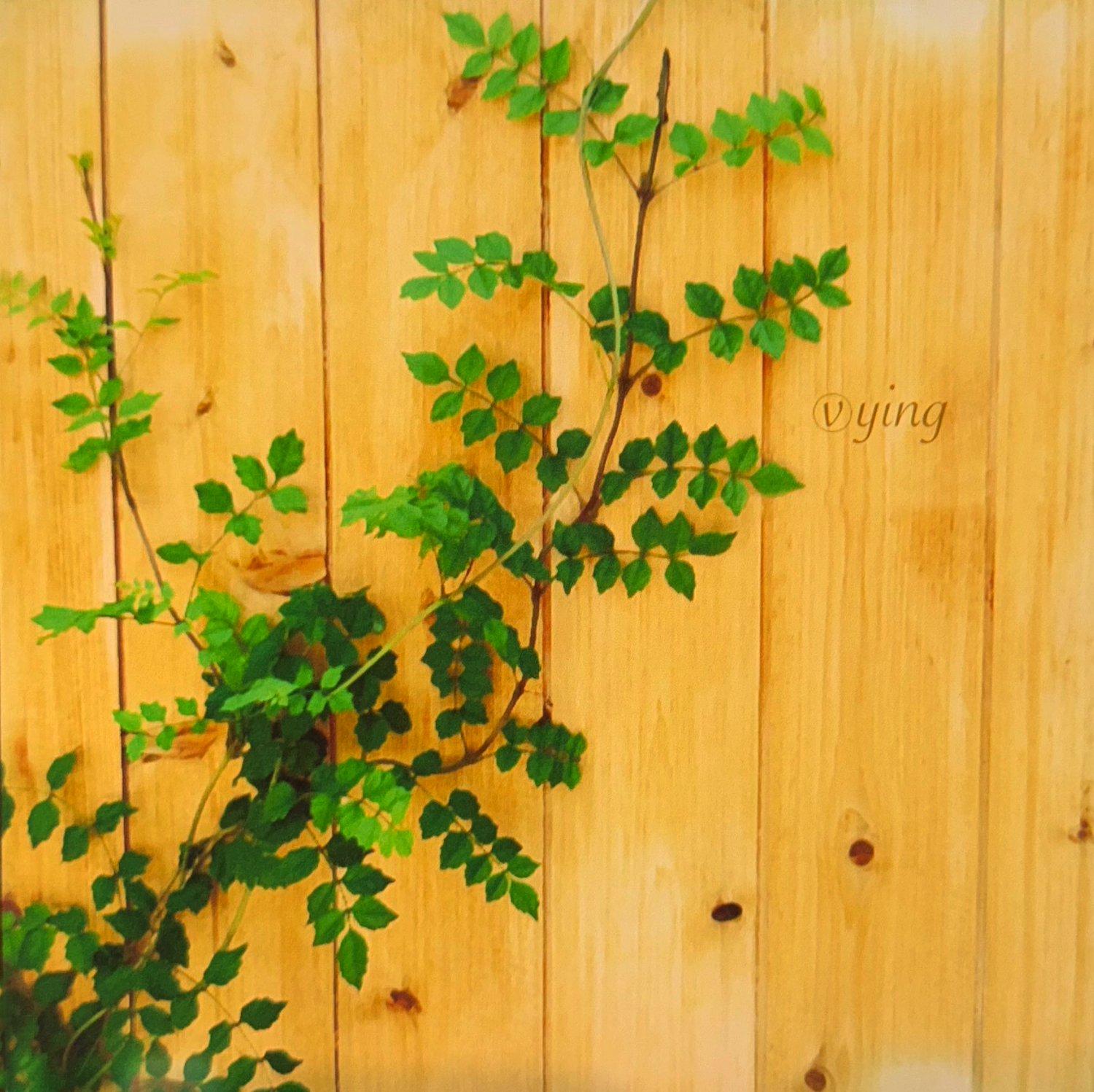 vying_COVER.png