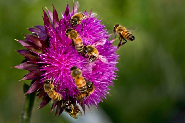 Bees in Thistle.jpeg