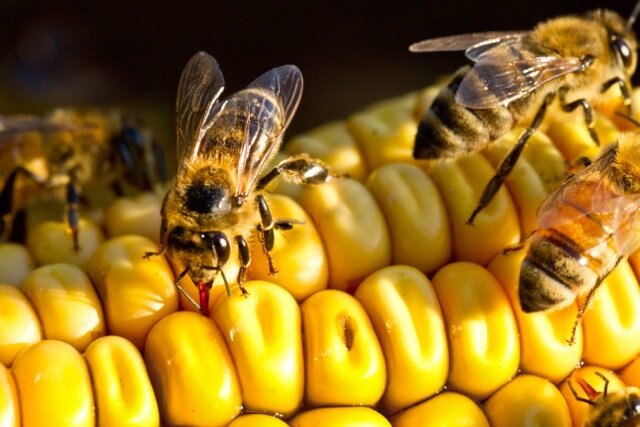 Bees on Corn 1.jpeg
