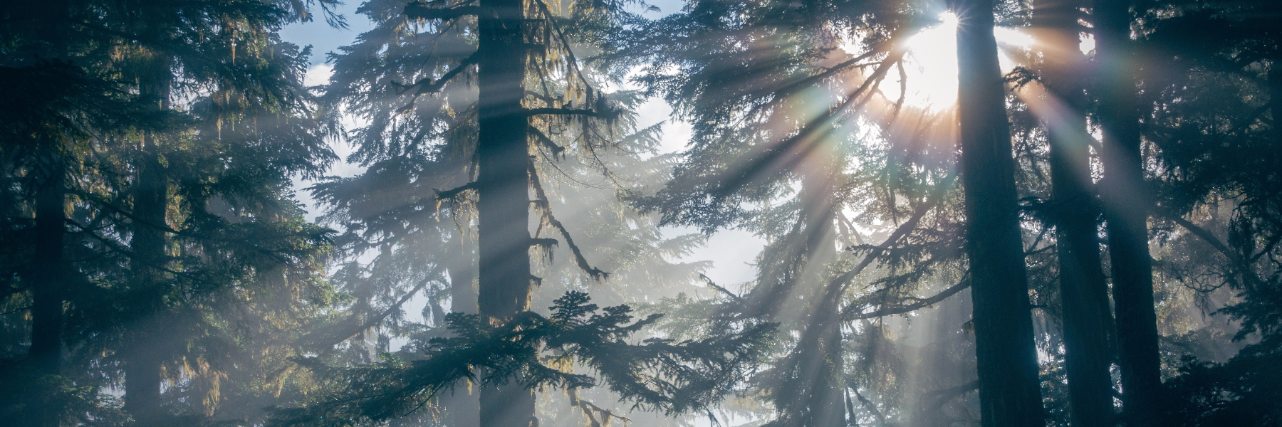 Website Banner - Tree .png