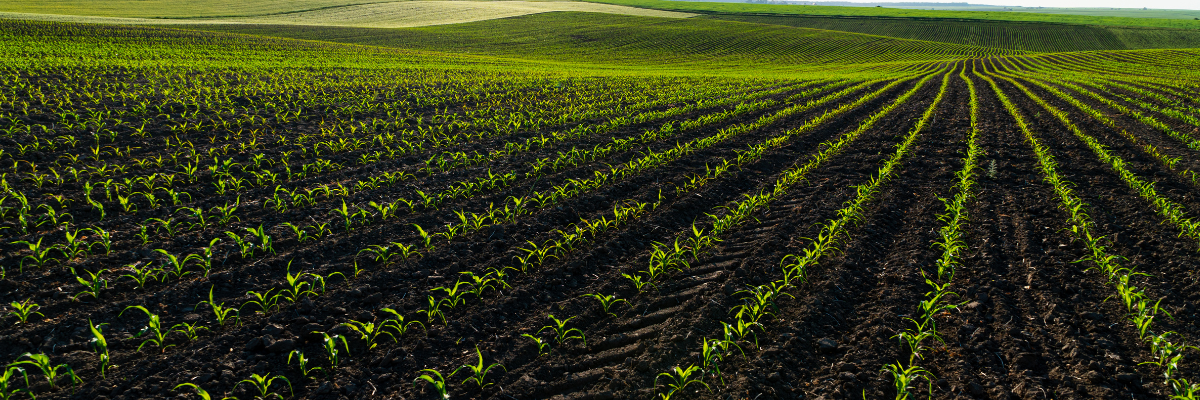 Website Banners 2 (100).png