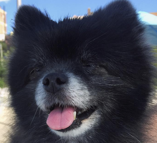 1. Name: Chloe aka Chlo Bear, Kuro Paw 2. Your horoscope sign: Pisces, but astrology is for humans. 3. Would you call it a Horrorscope or a Horoscope?: pass. 4. Night owl or morning person?: Both, I do what I want. 5. Favorite Dish?: rib meat chicken & mashed sweet potatoes, watermelon cubes for dessert 6. Superhero power?: making everyone fall in love with me 7. You are known best for...... sleeping belly up in front of guests