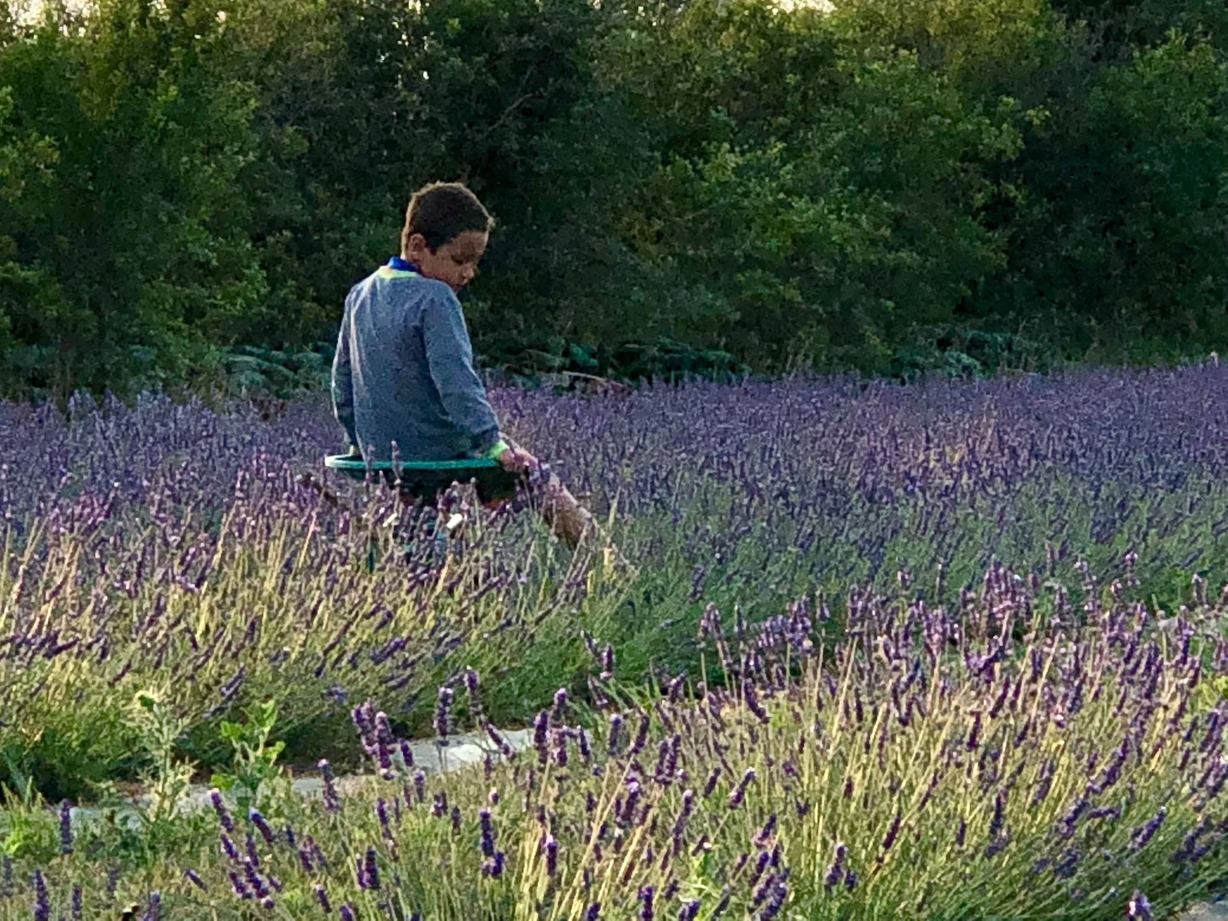 MILLEFLEURS+LAVENDER+PEC.jpg