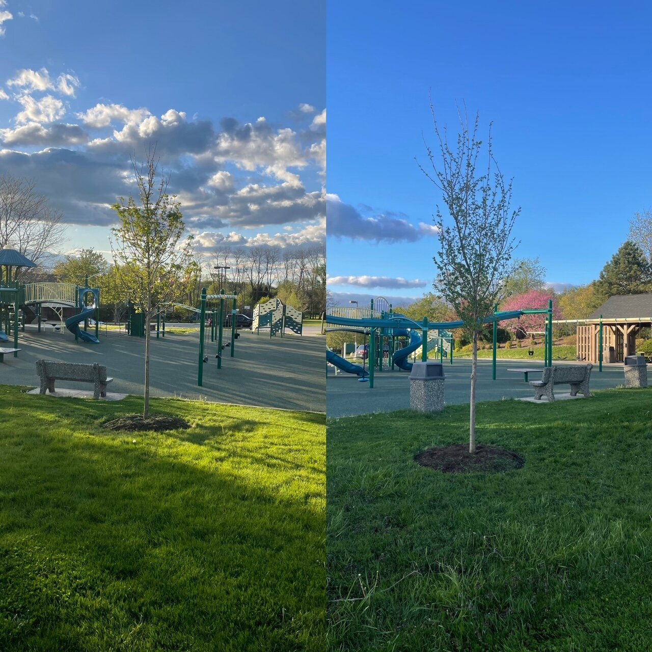 New trees at the playground