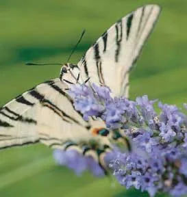flutterby.jpg