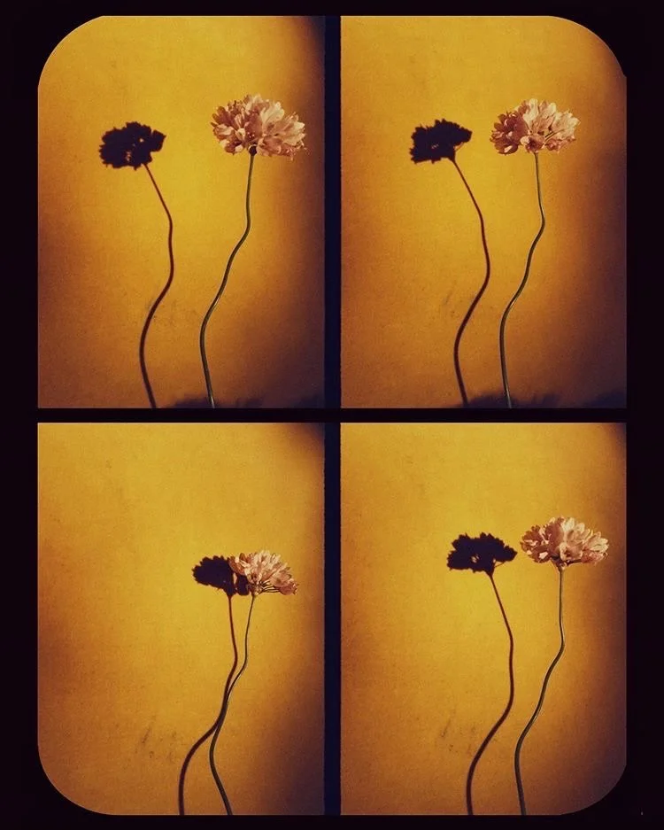 Spring has sprung 🌹🌸🌷🌼
To welcome in the new season, here are some submissions from our Still Here &mdash; Moments in Isolation book. Curated and produced by TRIADIC, Still Here invited artists and creatives worldwide to share a still life and re