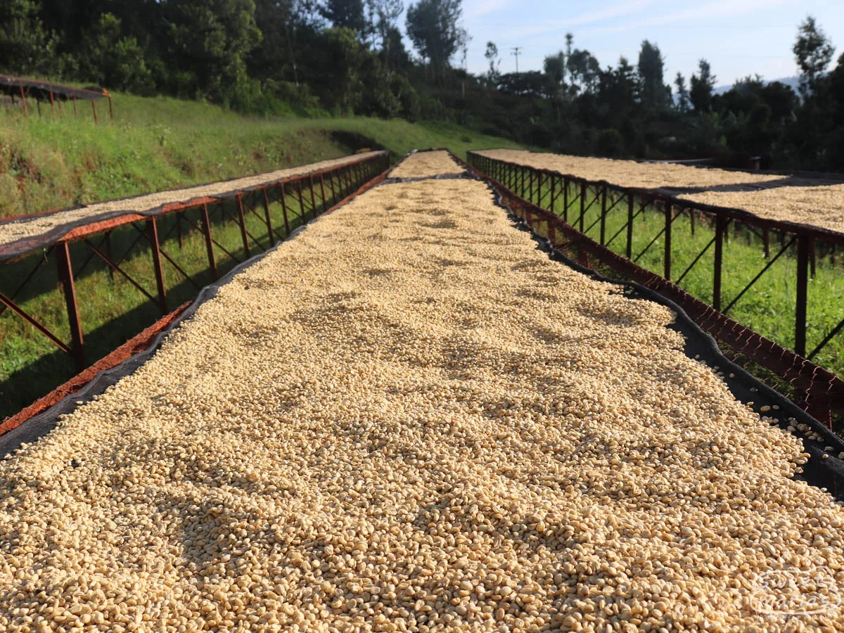 kenya-sweet-marias-nyeri-gathaithi-factory-2.webp