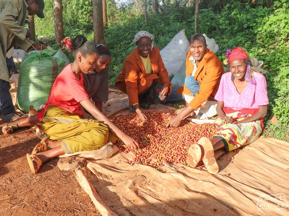 kenya-sweet-marias-nyeri-gathaithi-factory-3.webp
