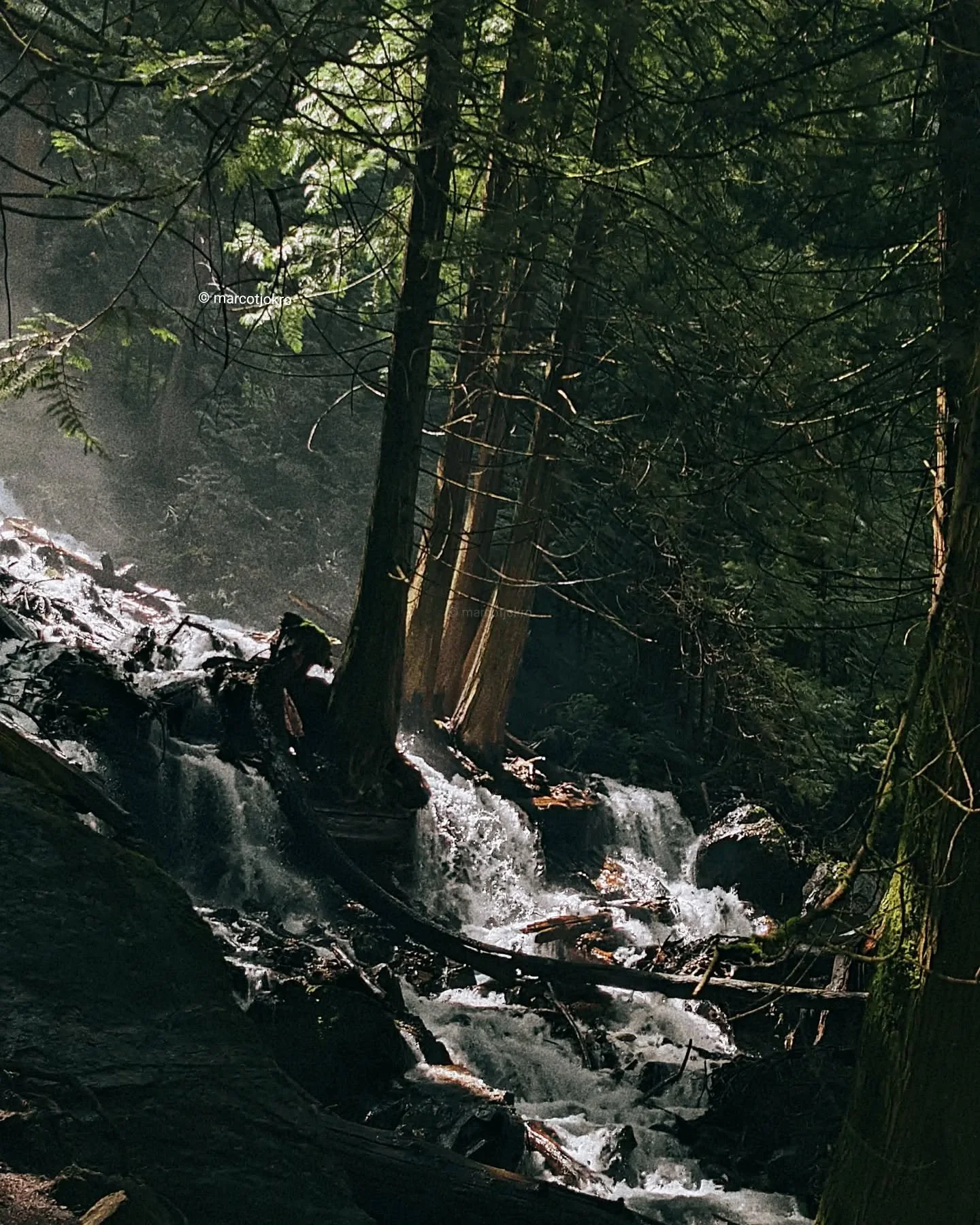 A forest scene with a flowing creek, tall trees, and sunlight filtering through the leaves.