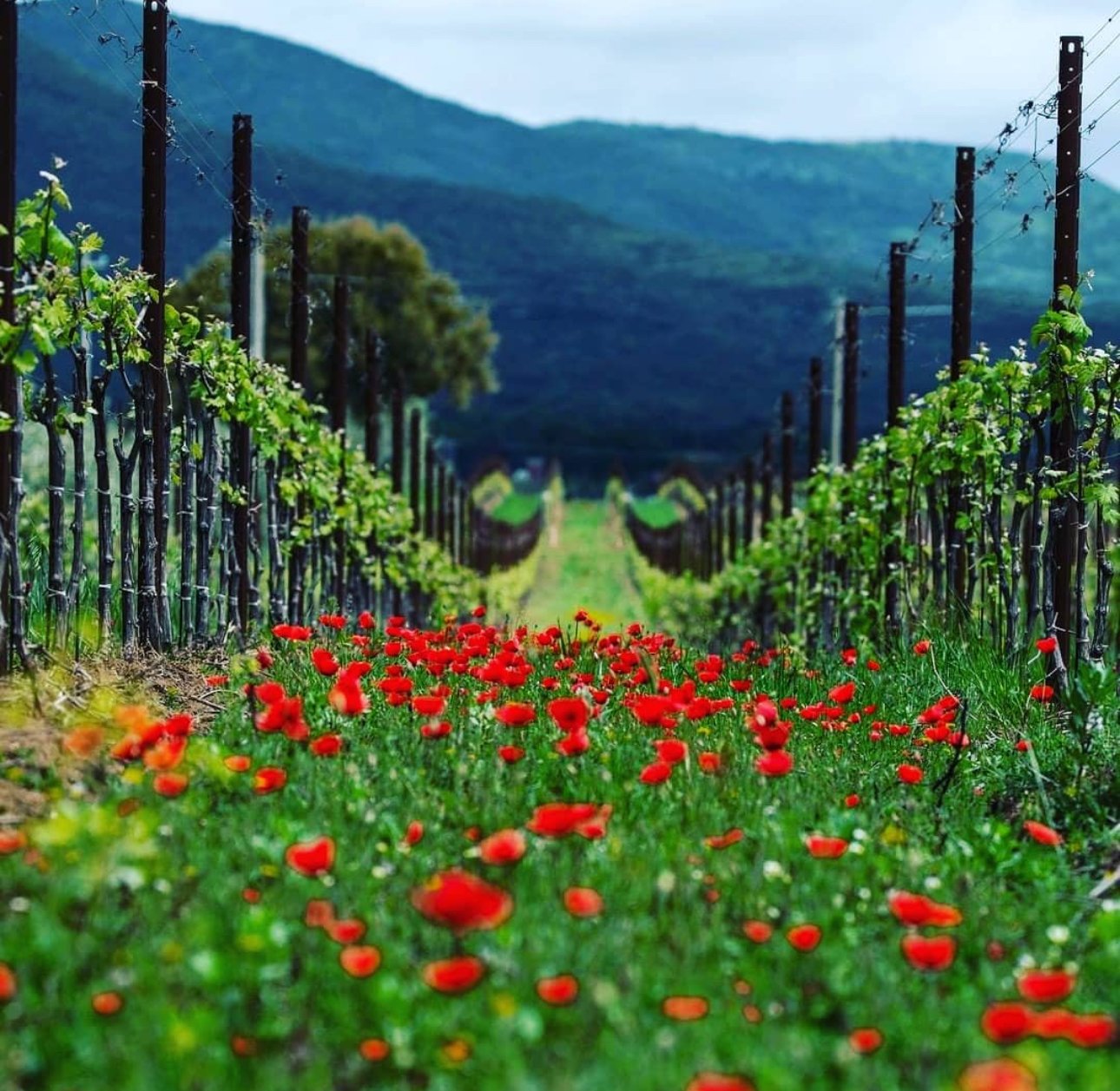 Tenuta Guada al Tasso Tasting Tuesday