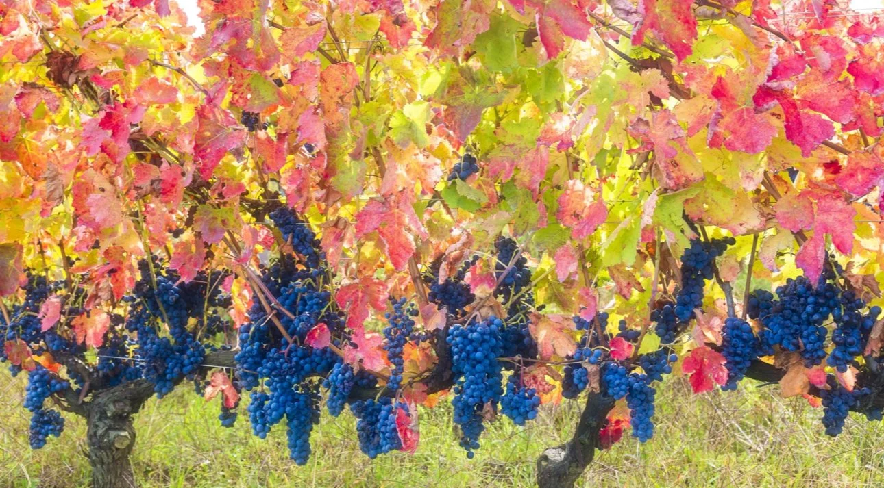 Tour through Italy Tasting Tuesday