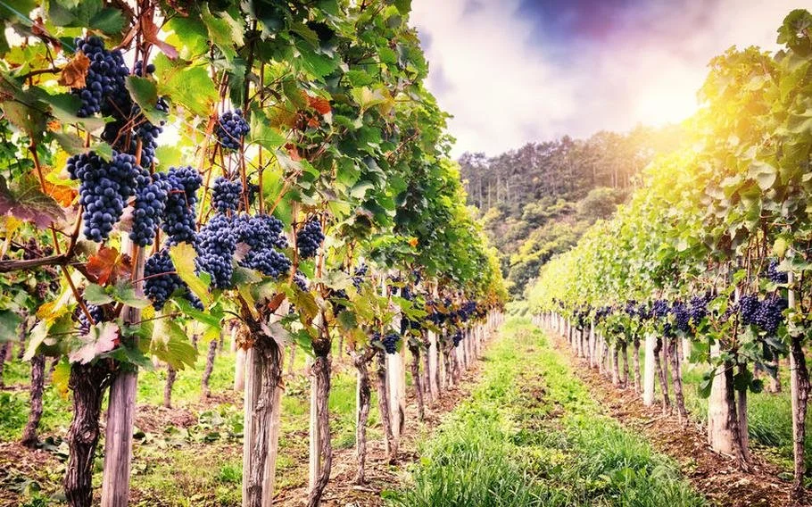 Italian Tasting Tuesday