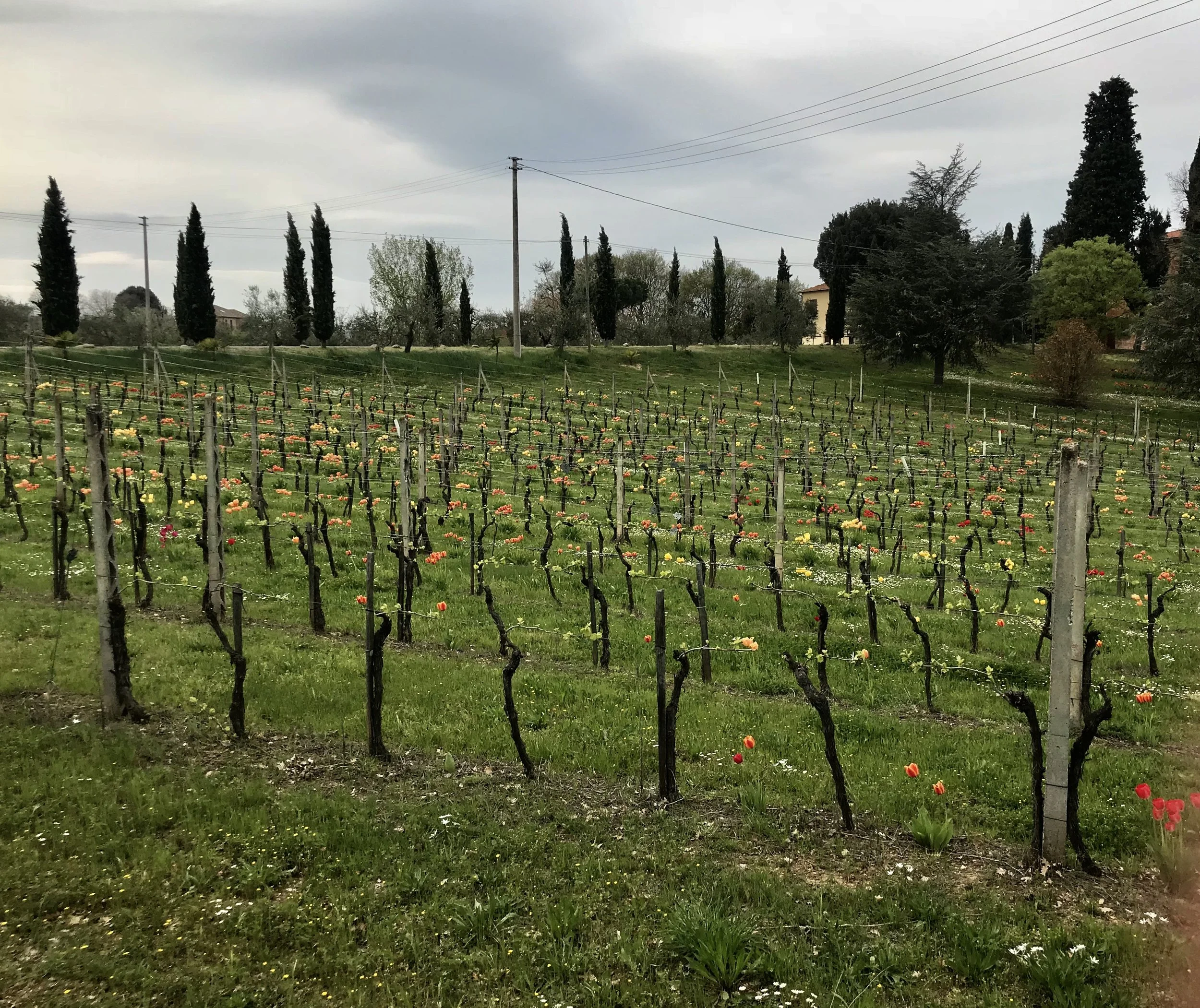 An Organic European Wine Tour Tasting Tuesday