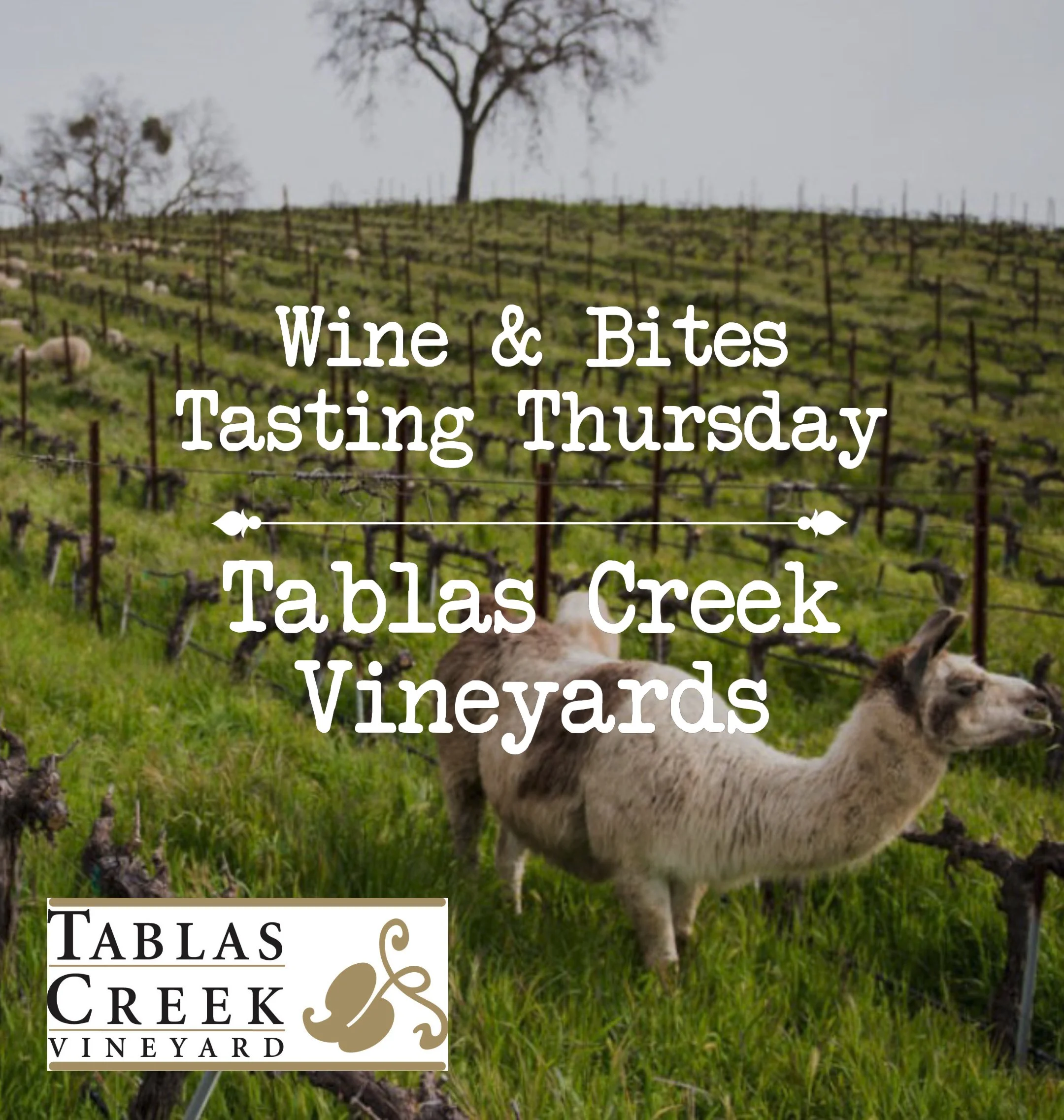 Tablas Creek Wine &amp; Bites Tasting Thursday