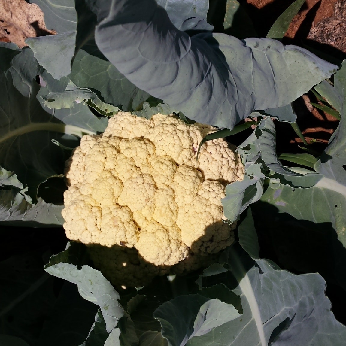 Tom Kumpf - Cauliflower2.jpg