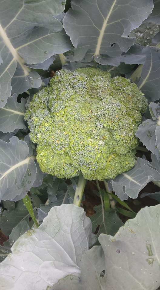 Tom Kumpf - Broccoli.jpg
