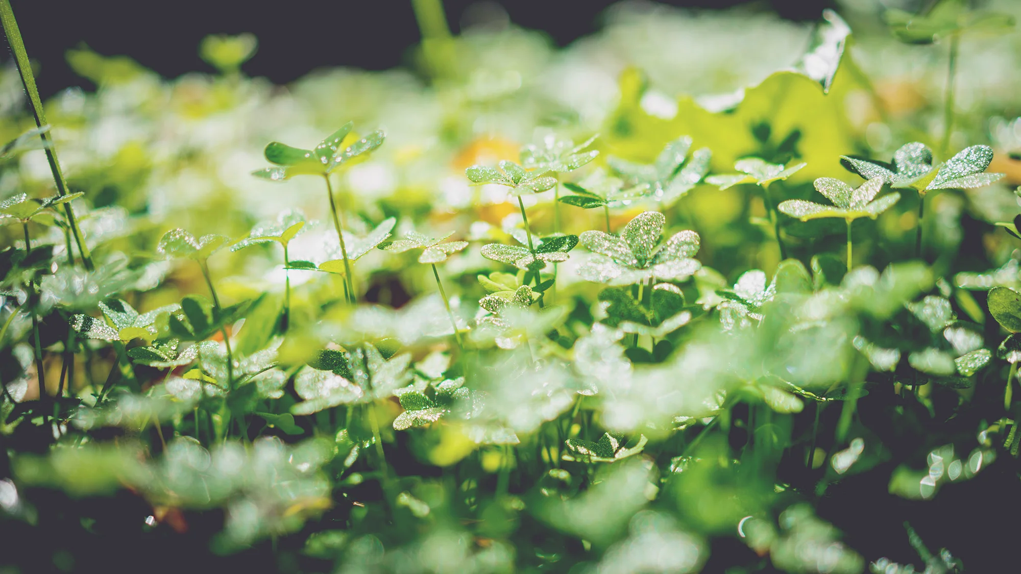 Episode 4 -James Santangelo - Clover Hunter Extraordinaire: Plant Communication and Urban Ecology