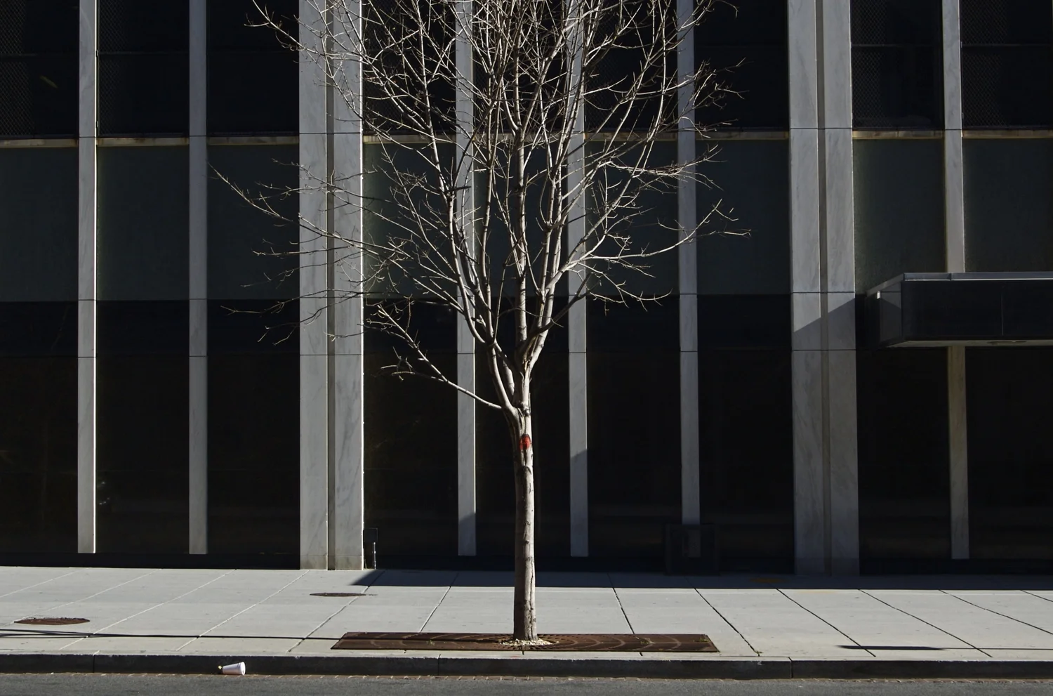 Episode 5 -Jennifer Gordon - Ecologist and Urban Forester: Cities and the Future of Biodiversity