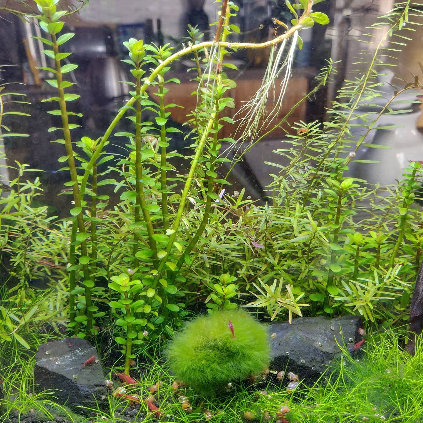 My nano aquarium is 3.5 years old now and the ecology in this tank is starting to get weird. 
 
The tank got a bit of green hair algae a few months ago which was a problem of underlying nutrient imbalances. I helped shift that balance by adding nutri