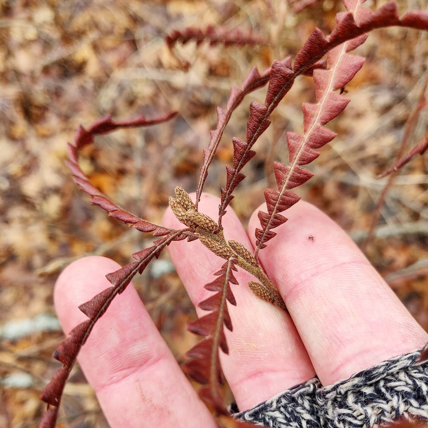 So excited to have found this plant. There's a pretty special feeling when you actually find a particular species for the first time and in an unfamiliar location. Hard to describe, but joy and a rush of adrenaline are definitely part of it. Highly r