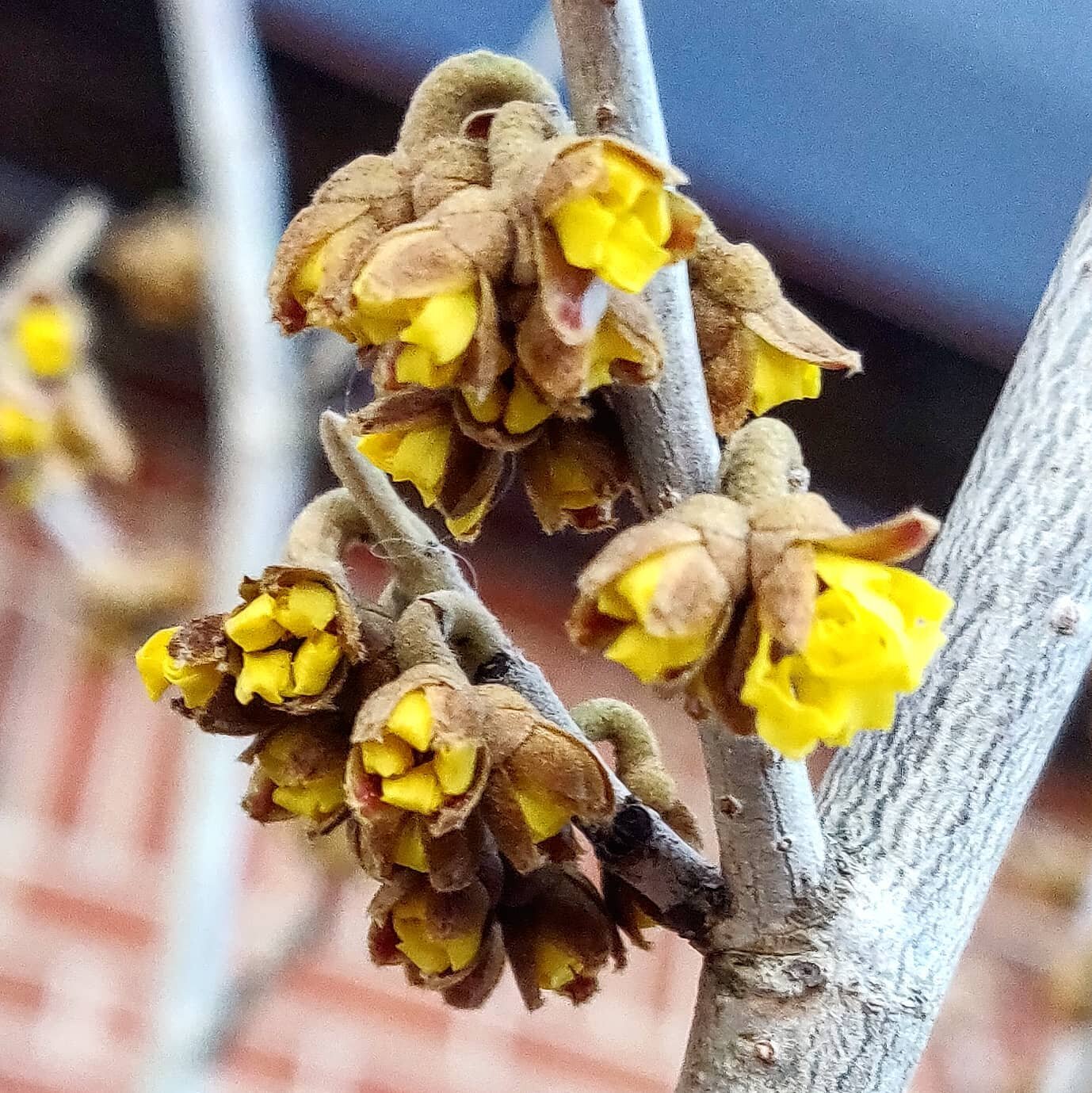 Look who's waking up. On this 2nd day of March, 2021, I present some harbingers of spring. Have you seen any?

Non natives like snowdrops and garden iris are often at odds with native species in their phenology (seasonal behaviours), which makes sens