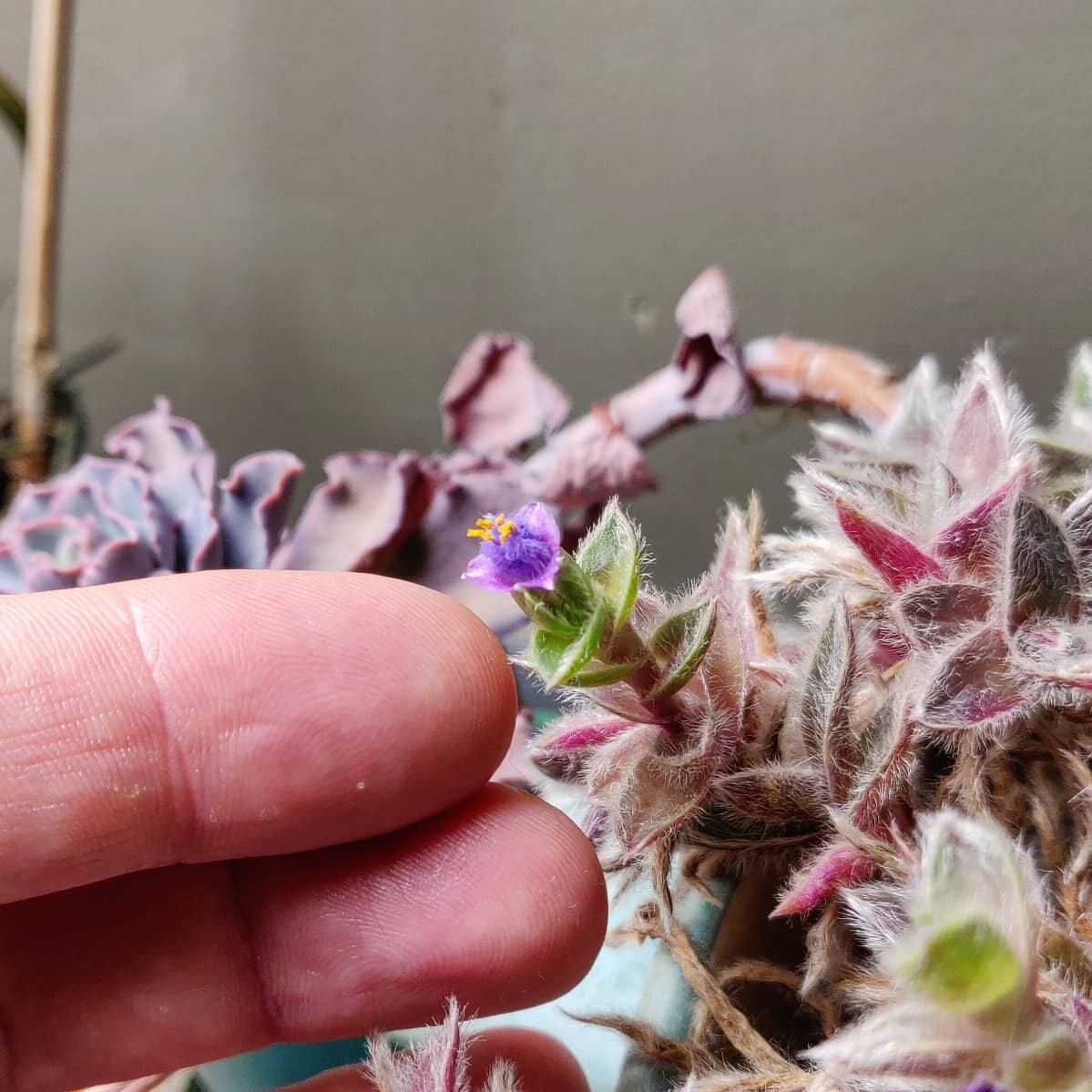 Well isn't this a pleasant surprise! One of my indoor succulents is blooming for the first time in... 5 years or something? If you're looking at this flower and thinking &quot;by Jove, that looks suspiciously like Ohio Spiderwort (Tradescantia ohiens