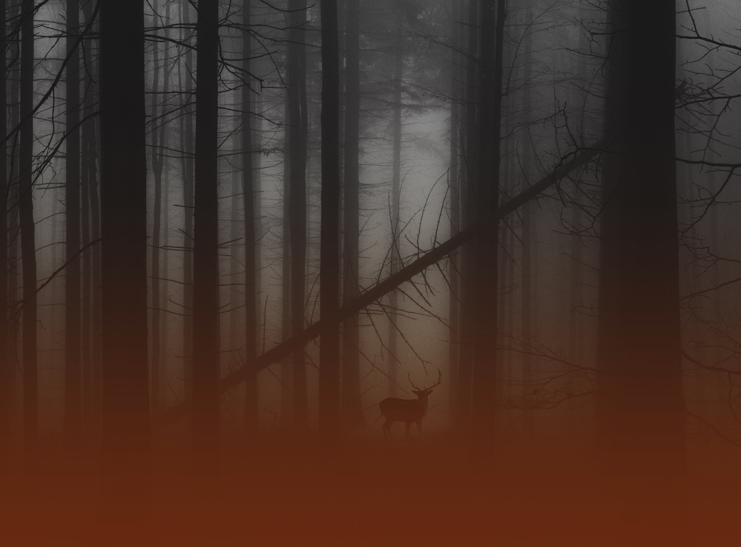 Header Background2.jpg