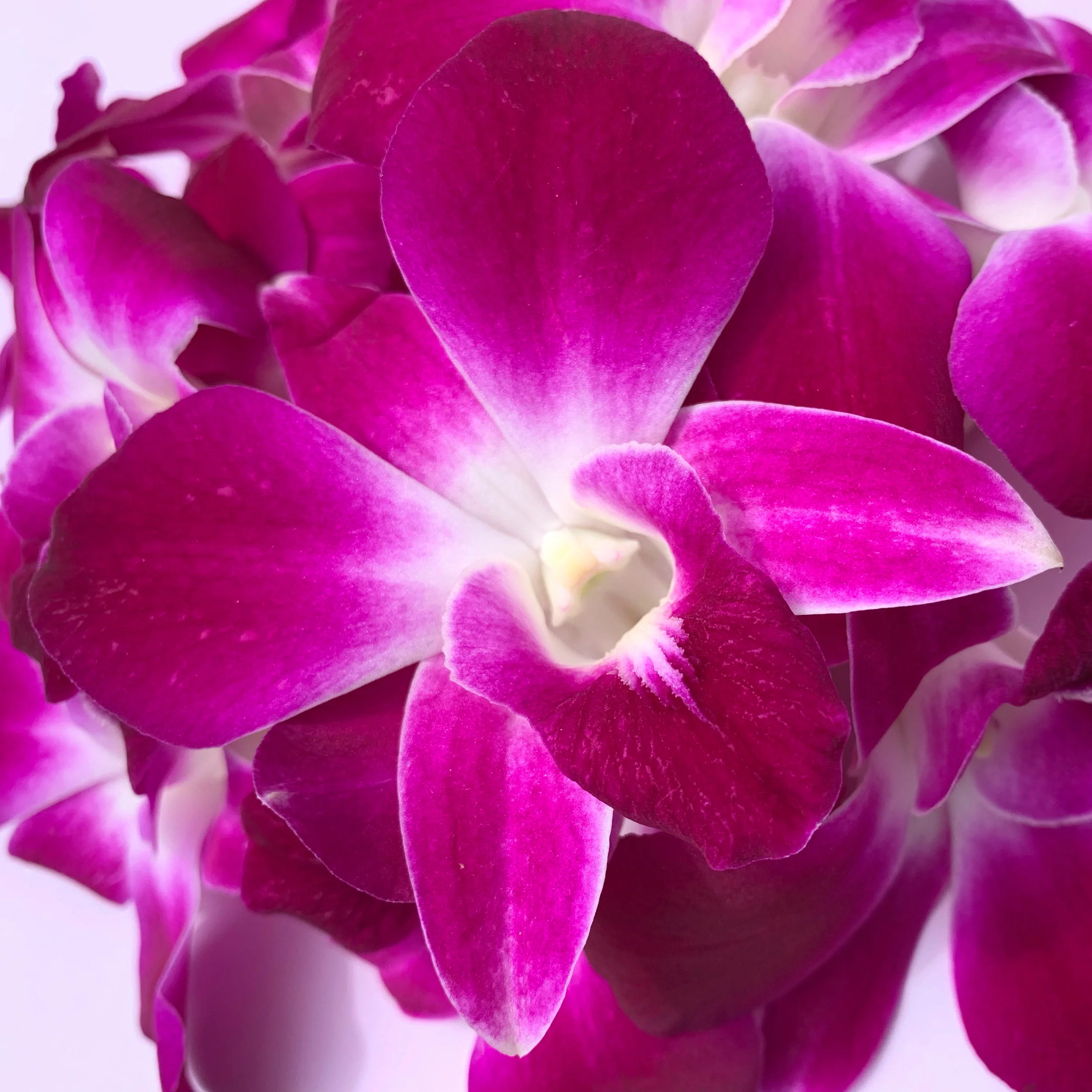 OrchidsClose2.jpg