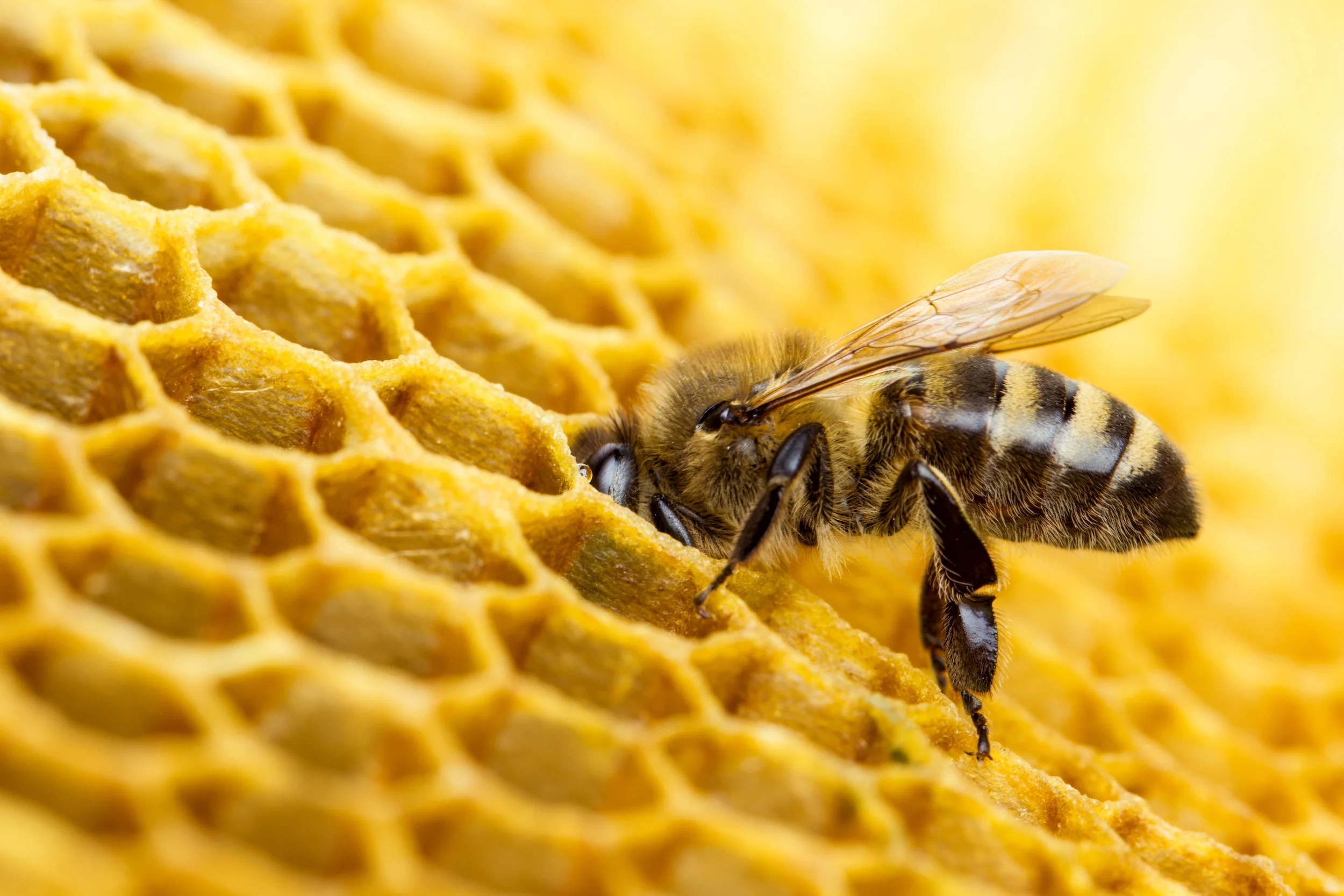 bees 2 AdobeStock_104008368.jpeg