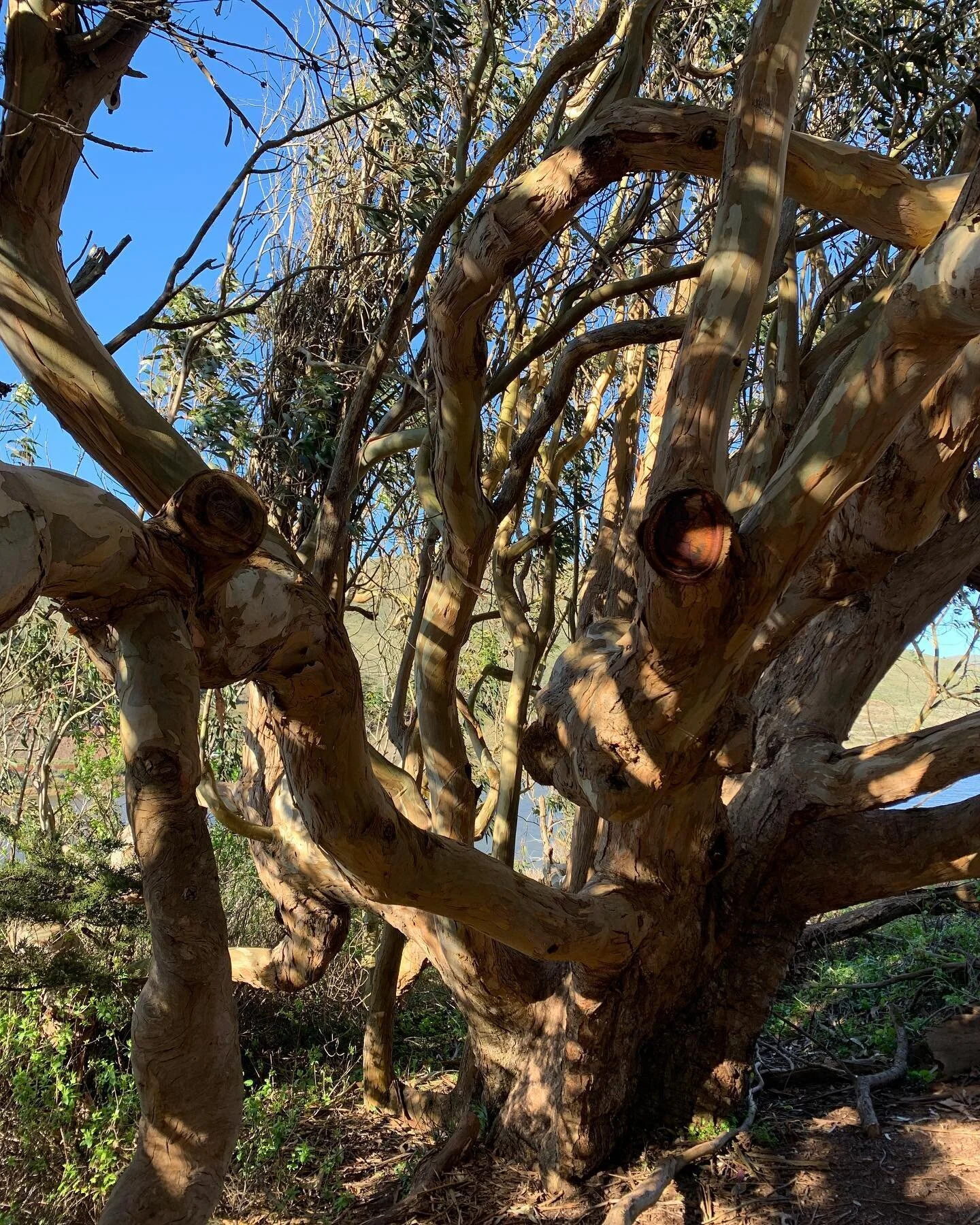 #nofilter for lovely CA ❤️