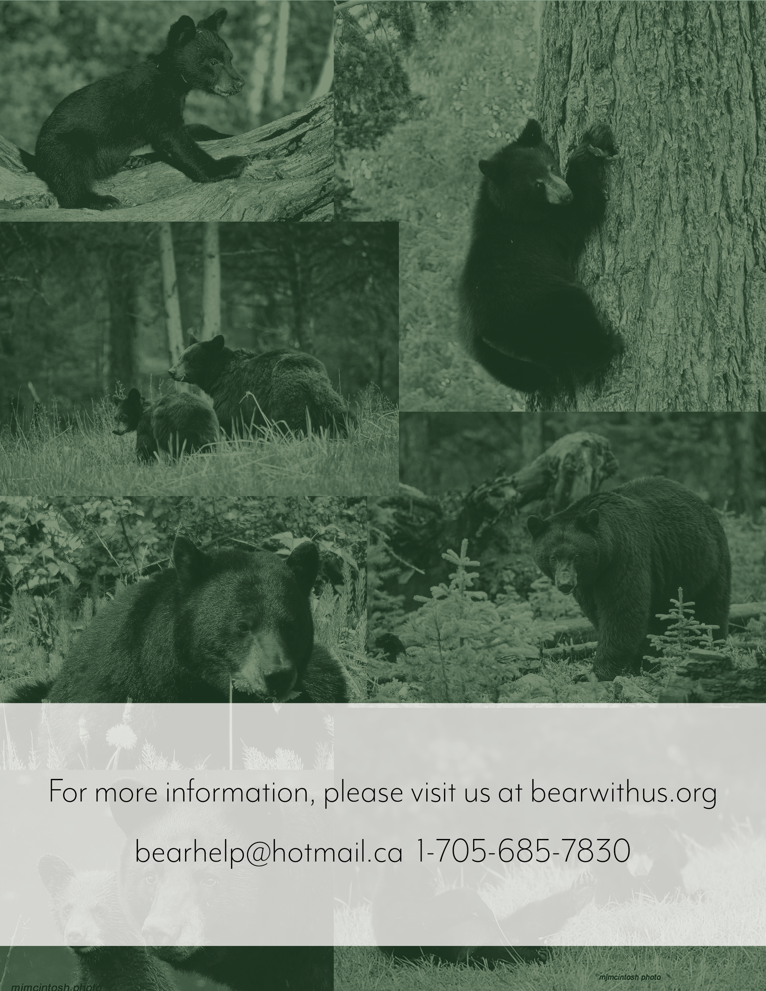 bear with us squarespace8.png