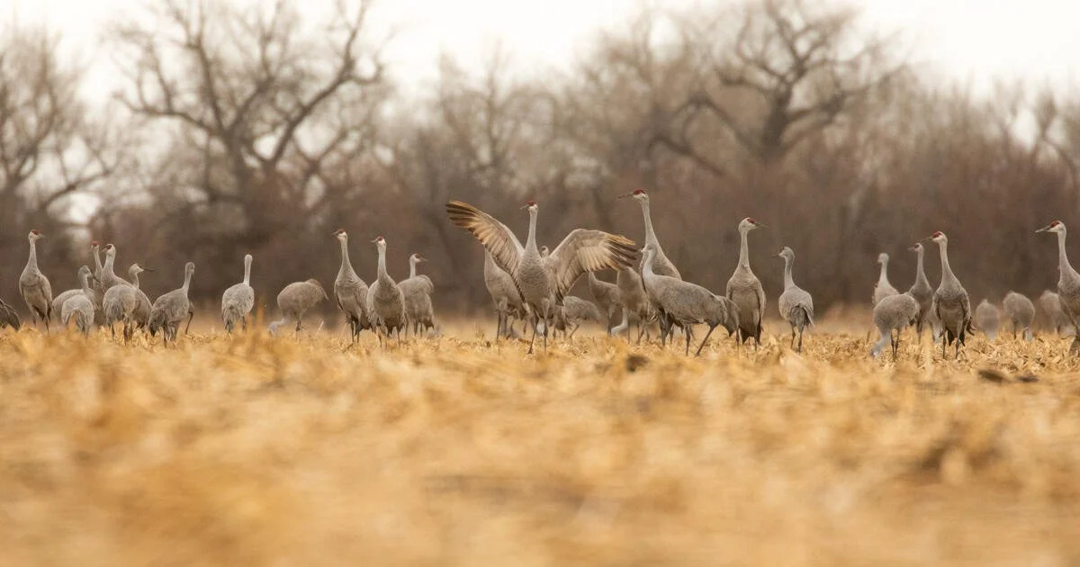 Supporting Our Working Lands to Protect Wildlife and Store Carbon