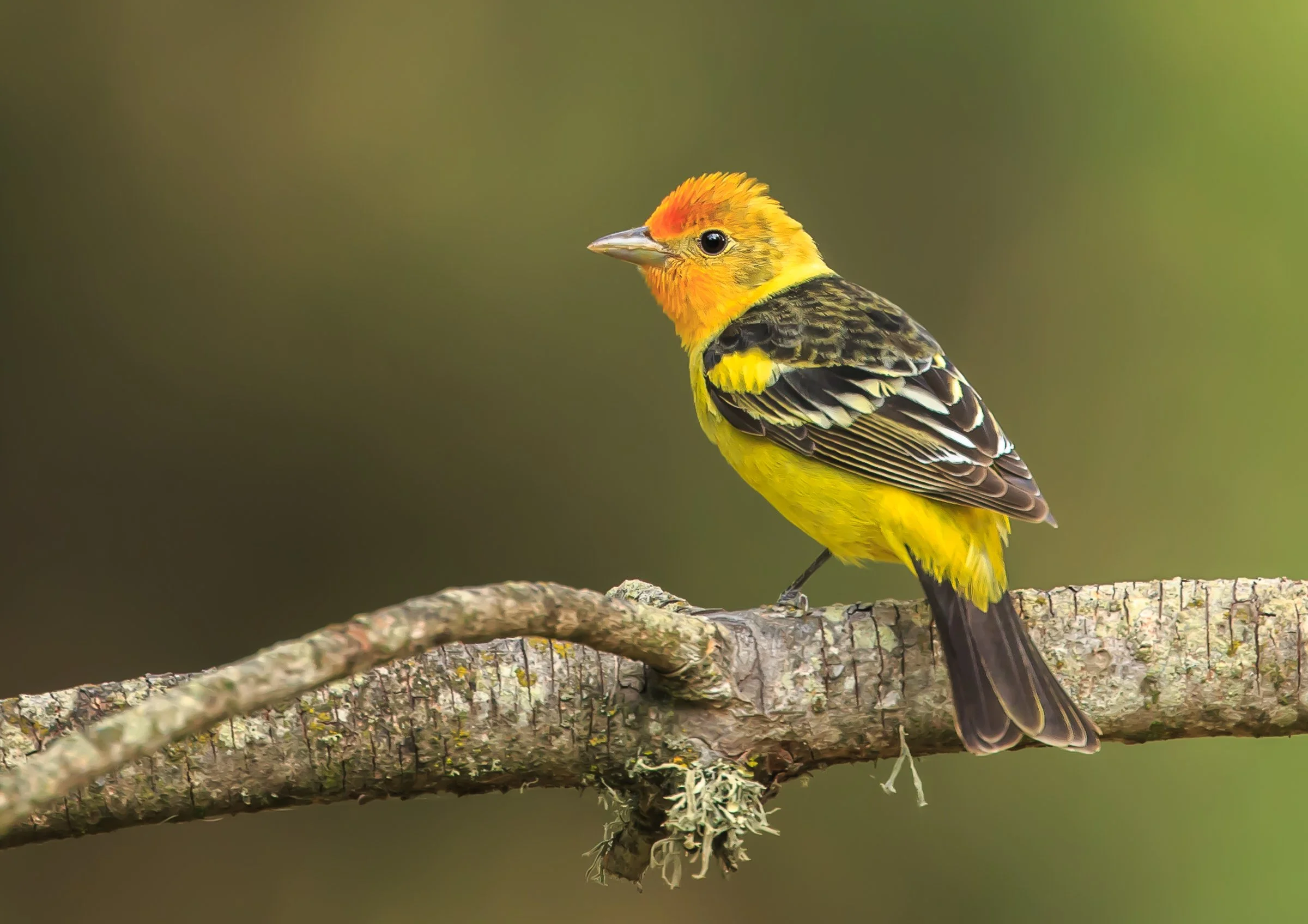 Support Colorado's Proposition 137 for Healthy Forests, Healthy Rivers, and Healthy Birds
