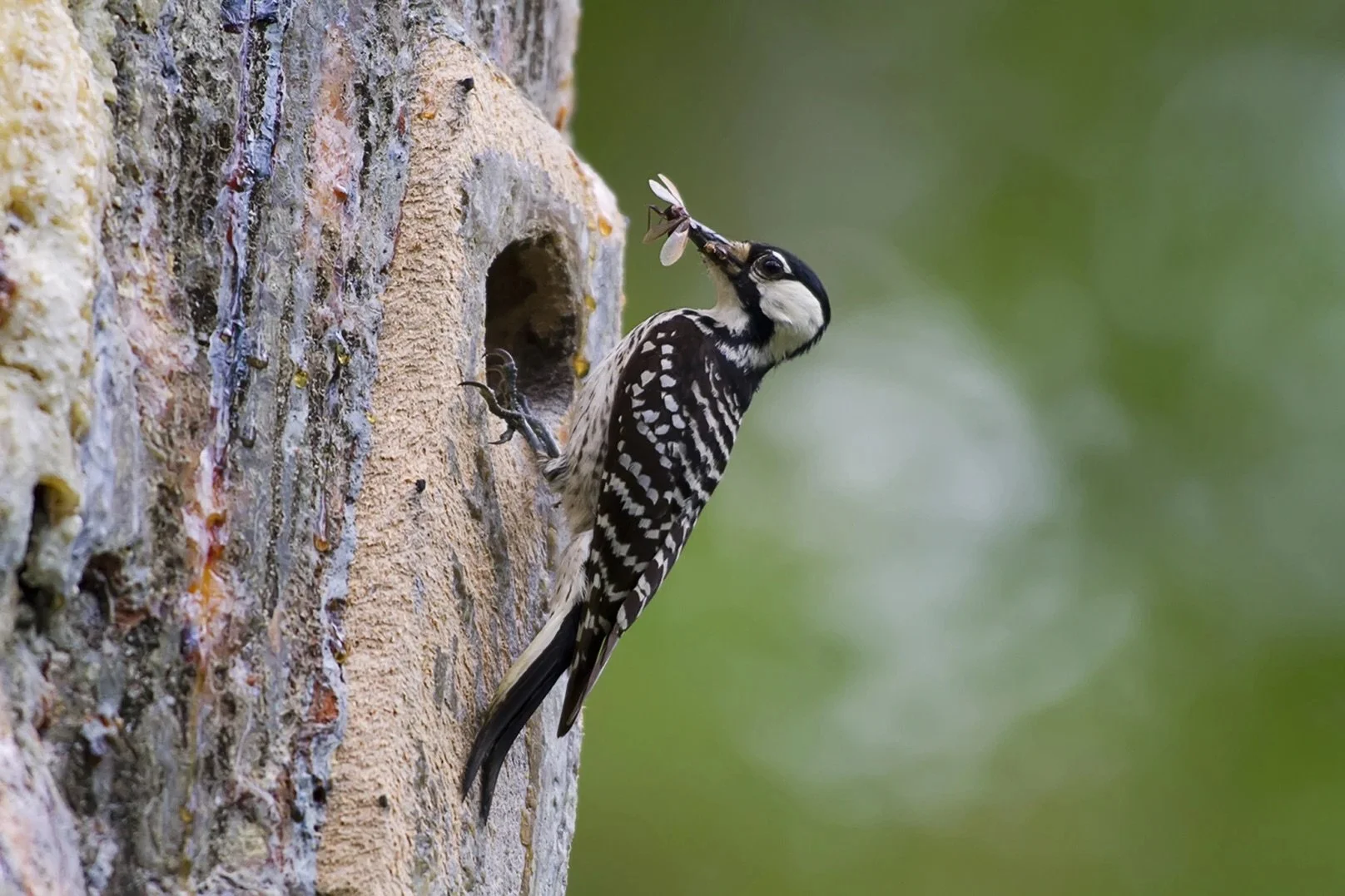Red-cockaded Woodpecker. Photo, USFWS.jpeg